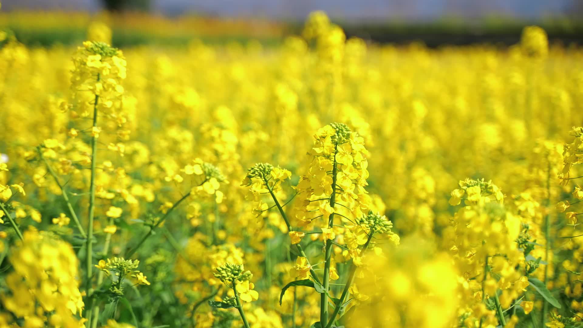 视频|怀化中方县：油菜花盛放 邀你共享绚烂春色！