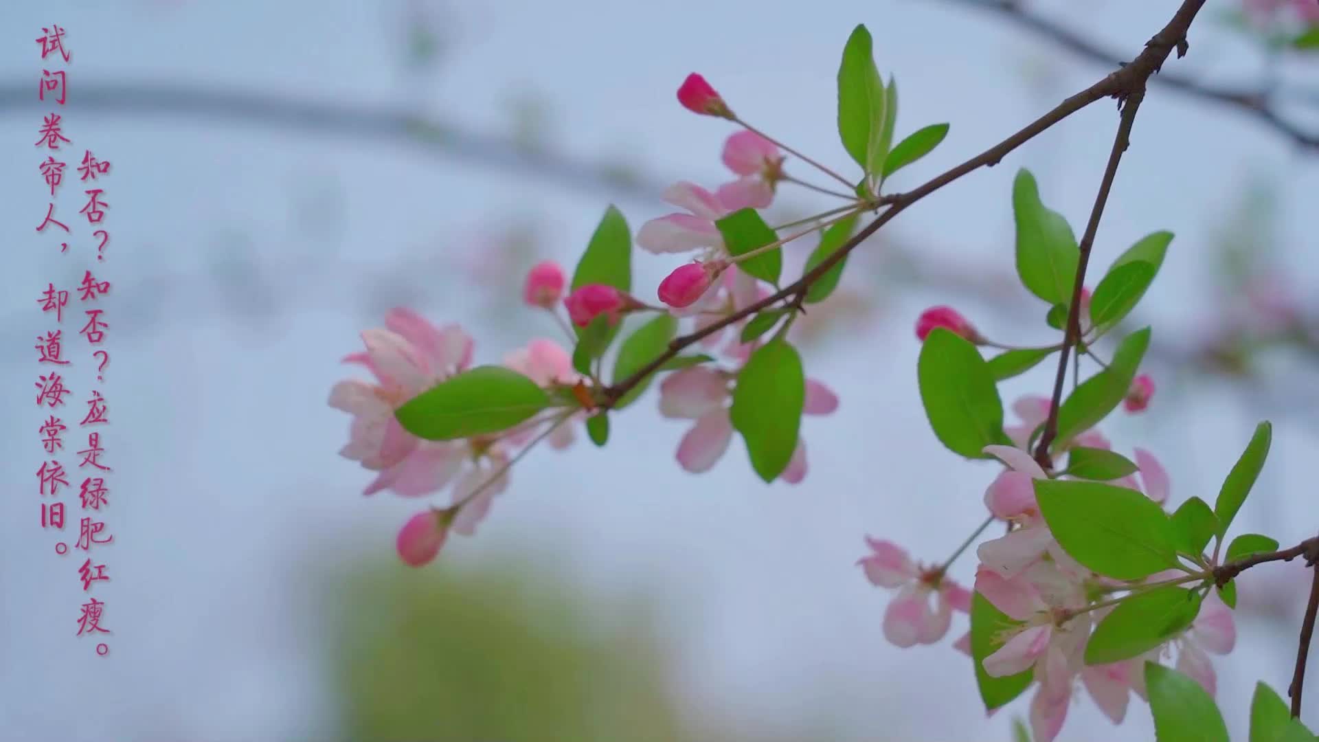 视频|跟着中方县融媒体中心去春天里学古诗吧~