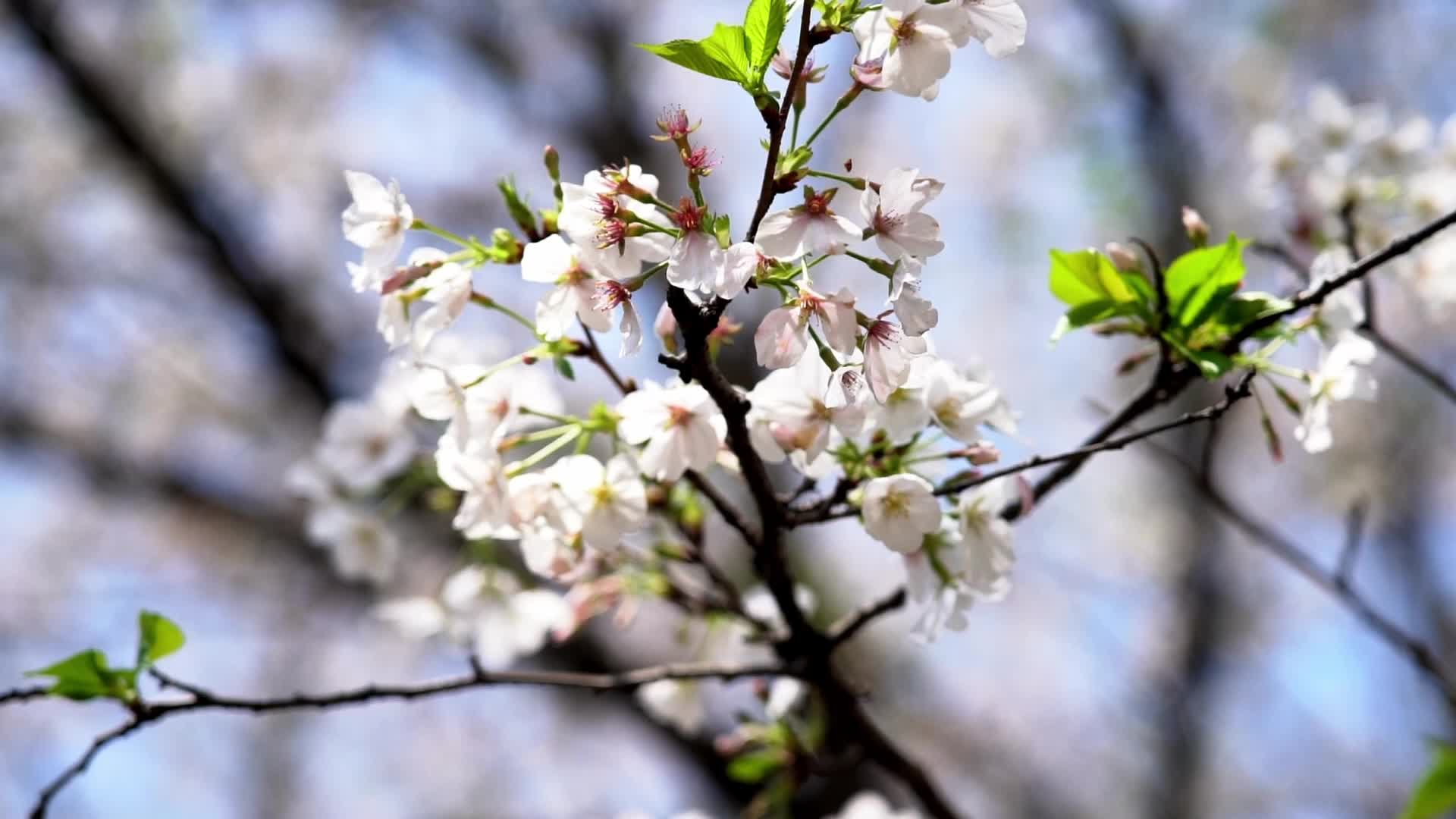 视频｜中方学子：只争朝夕不负青春