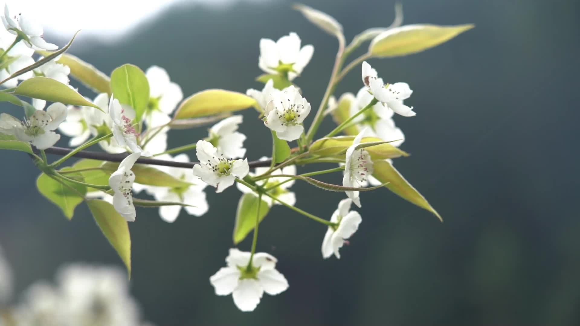 视频|中方梨花村：梨花盛开白如雪 朵朵芳香引客来