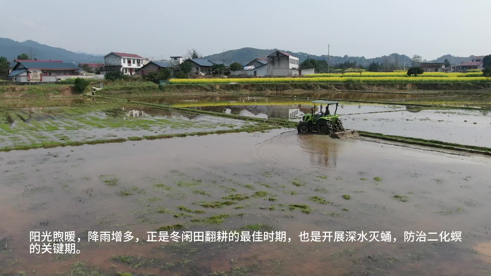 视频|中方县：“虫口夺粮”有妙招 深水灭蛹保丰收