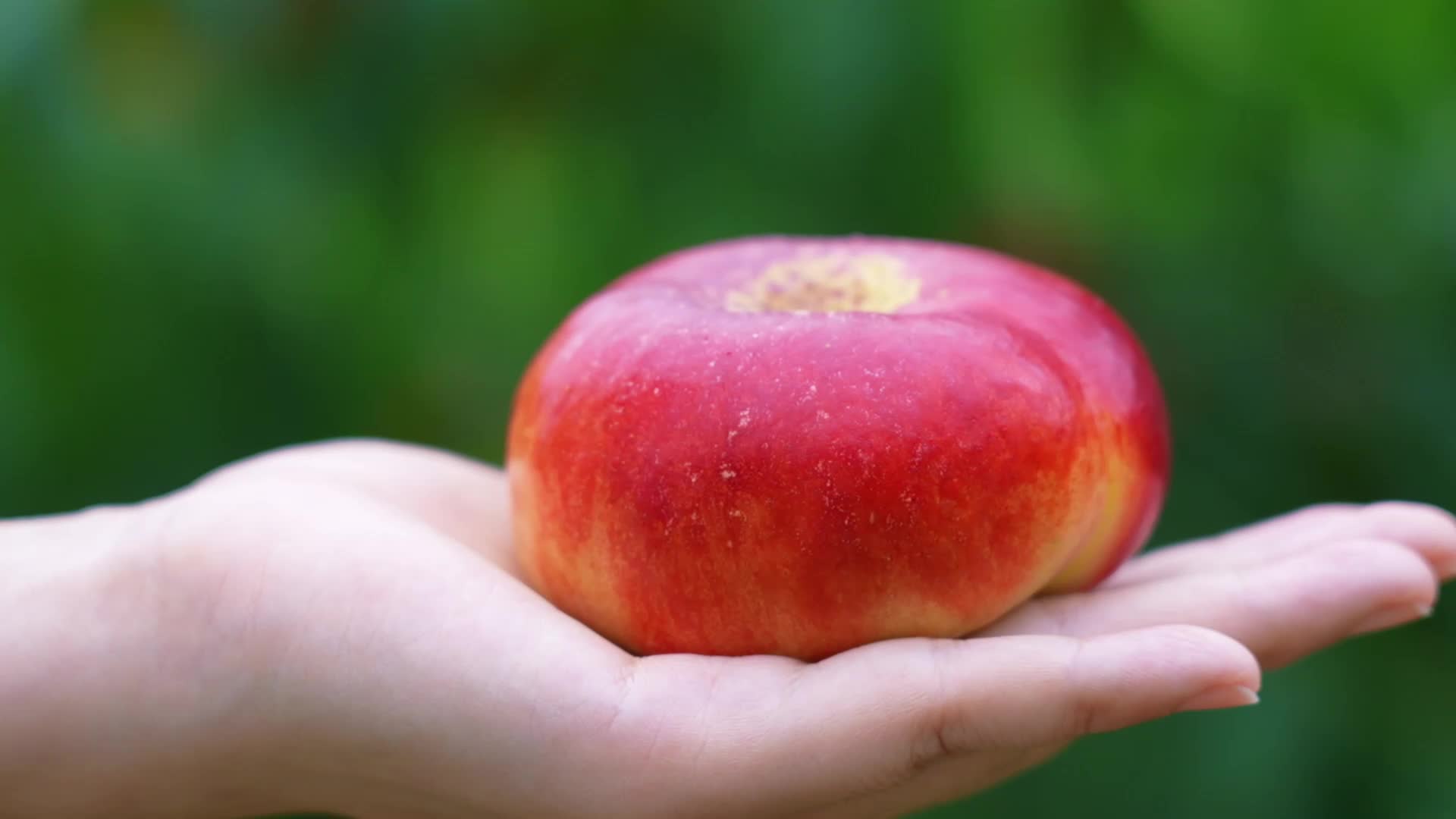 视频|怀化中方的桃子熟了