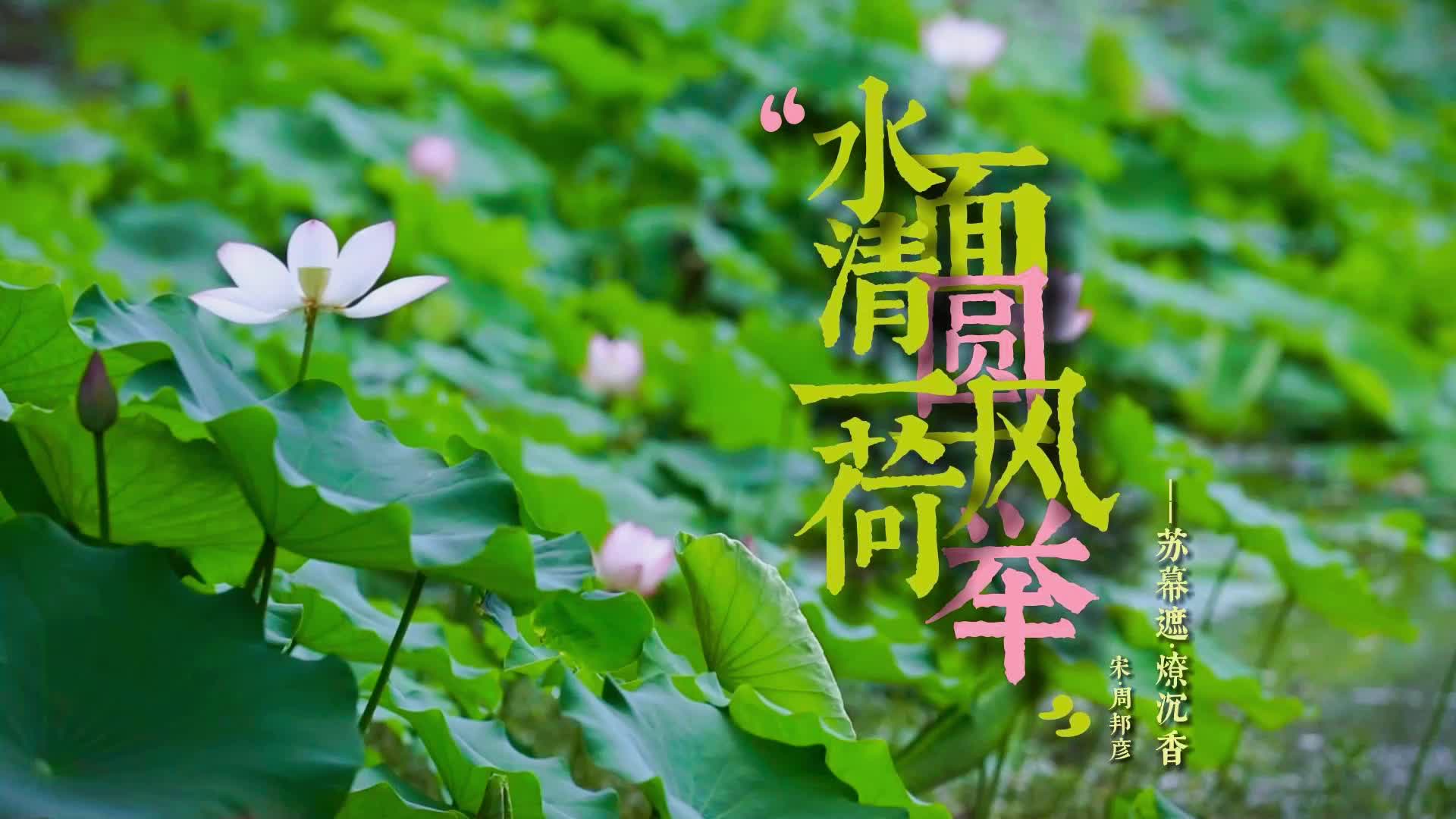 视频|水面清圆，一一风荷举，中方生态美城里的荷花开了！