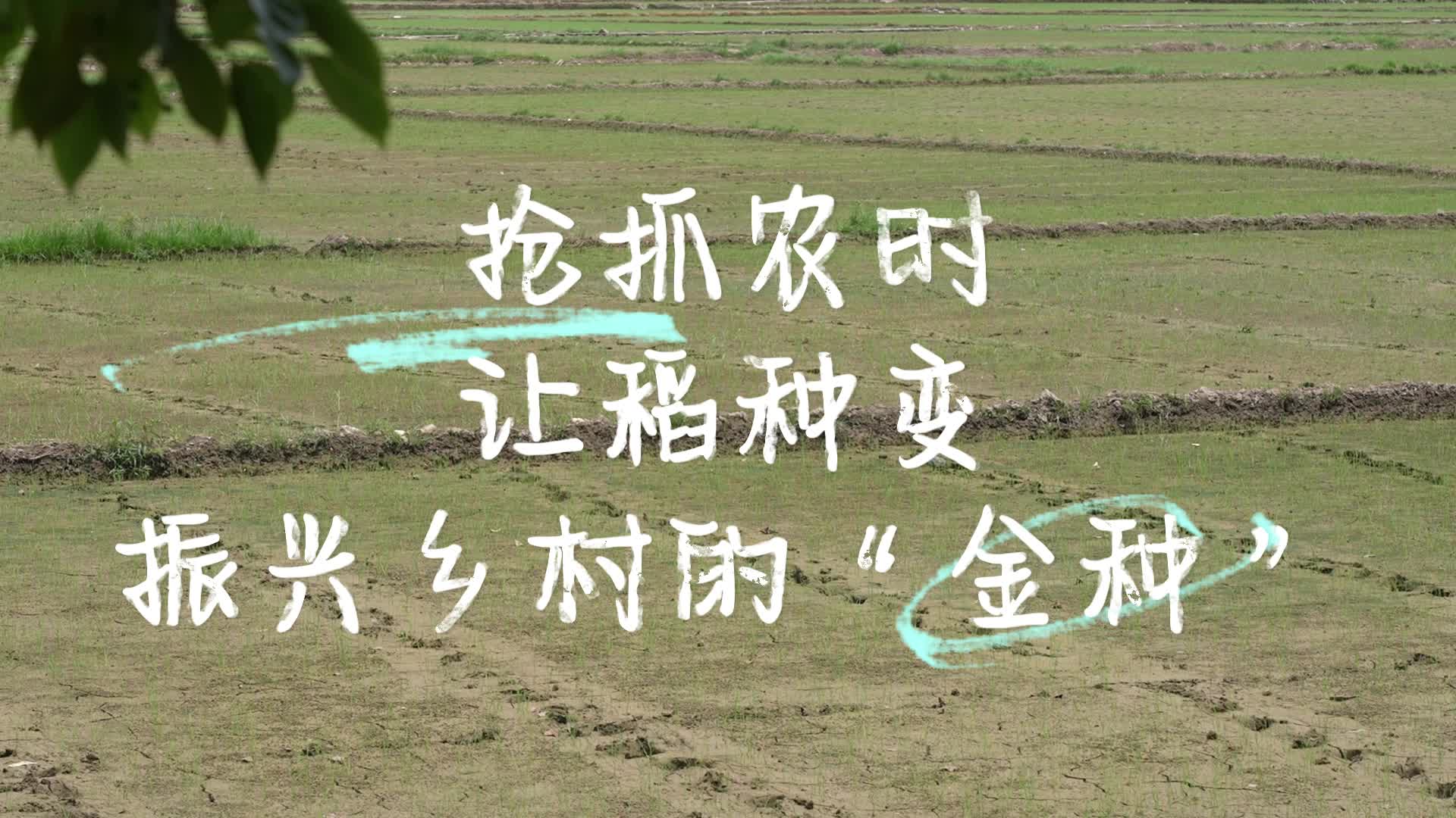 视频|中方花桥镇：抢抓农时 让稻种变振兴乡村的“金种”