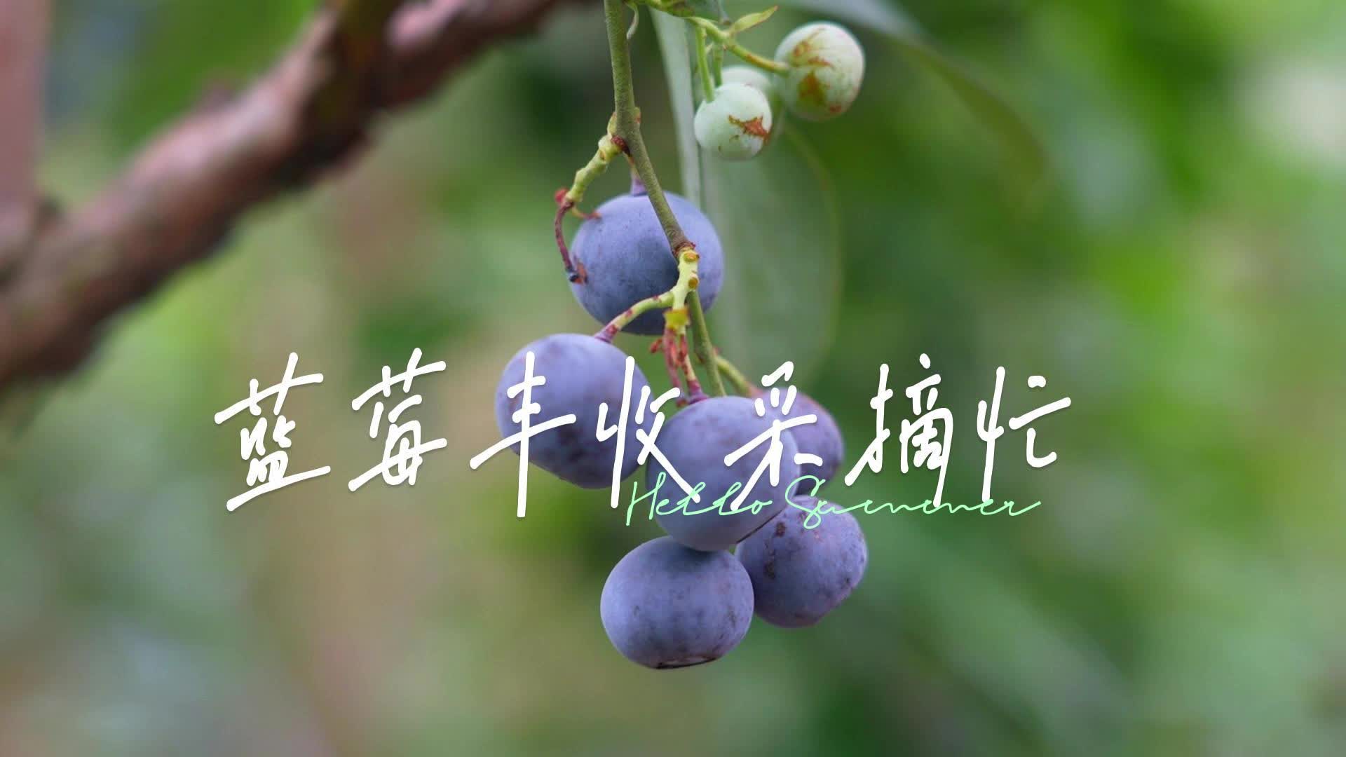 视频|中方县550亩蓝莓喜迎丰收