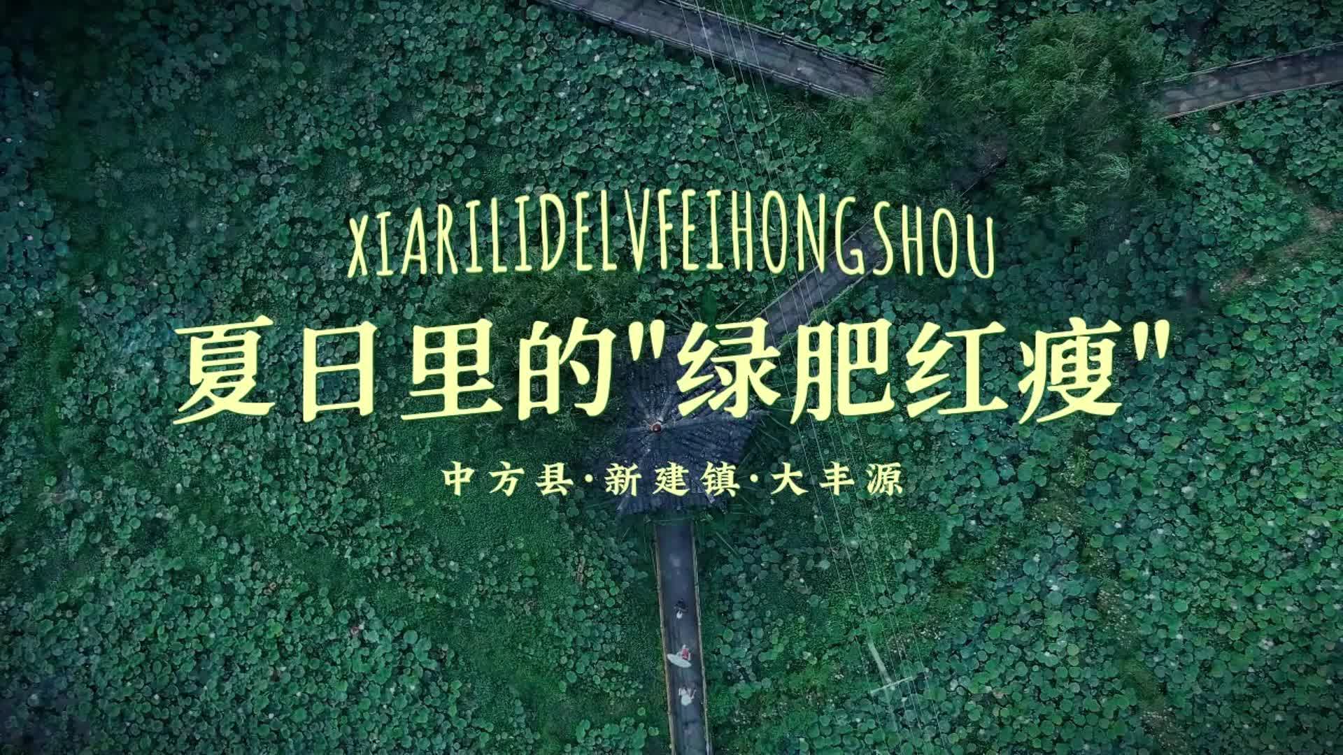 视频|荷花散文诗：夏日里的绿肥红瘦