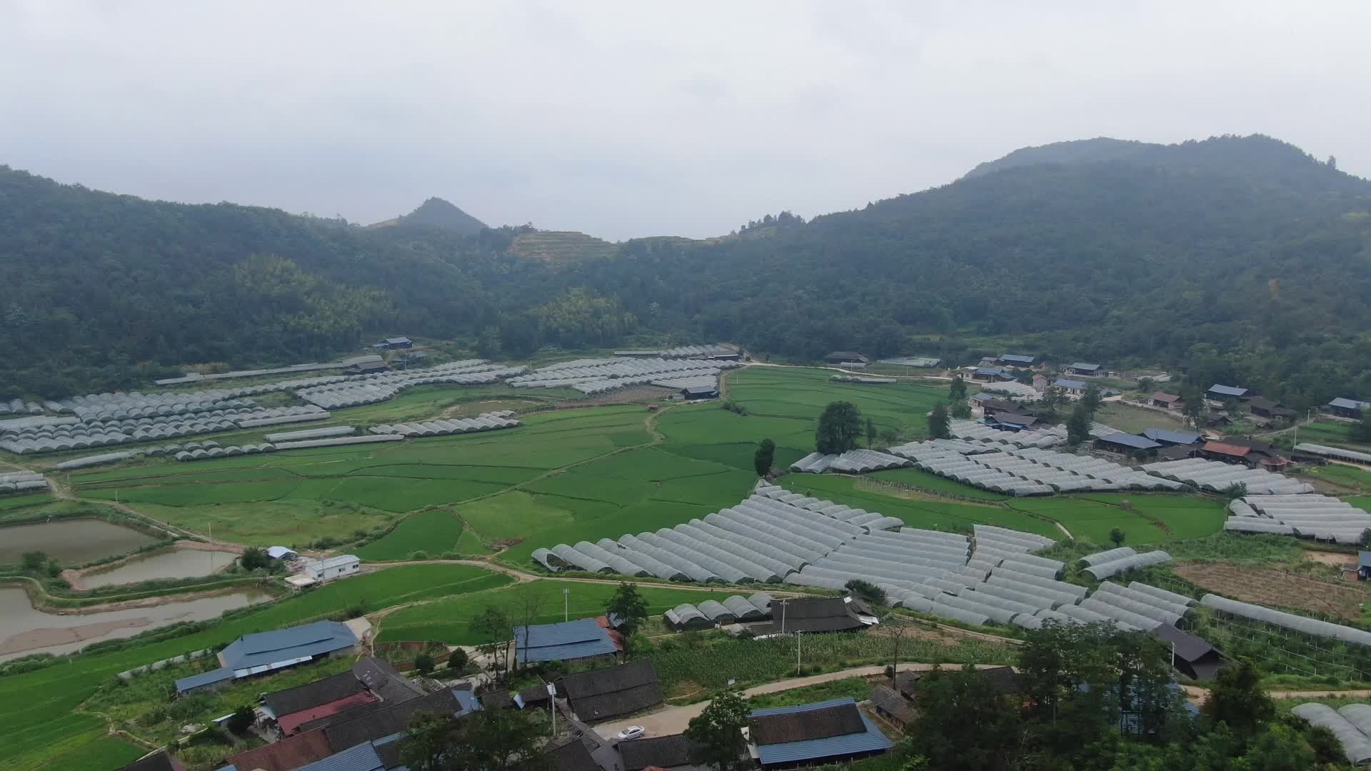 视频|中方：返乡大学生杨华发展特色种植带动群众增收致富