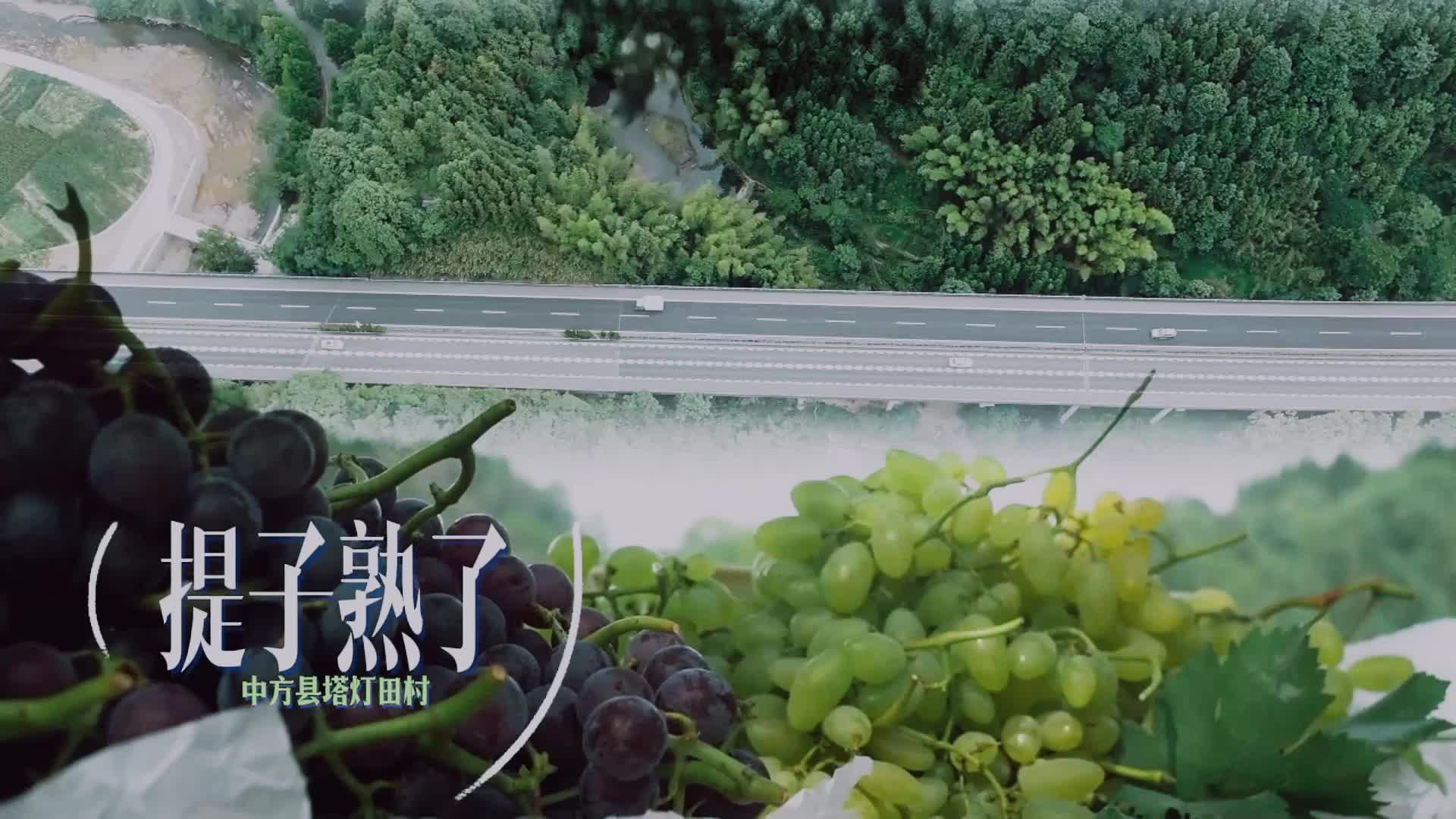 视频|美味！中方县塔灯田村的提子熟了！