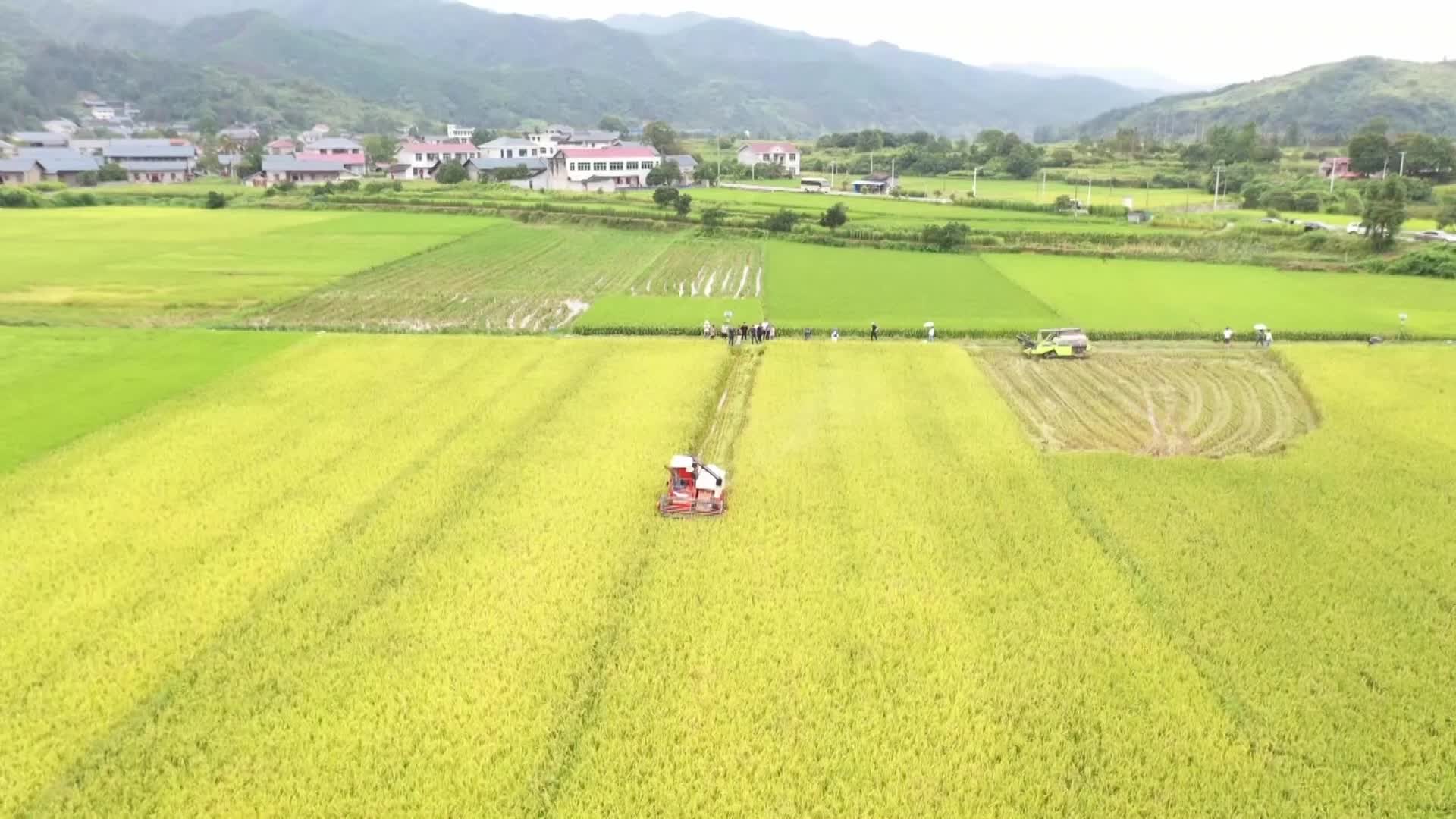 视频｜中方县“三一工程”再生稻头季喜获丰收