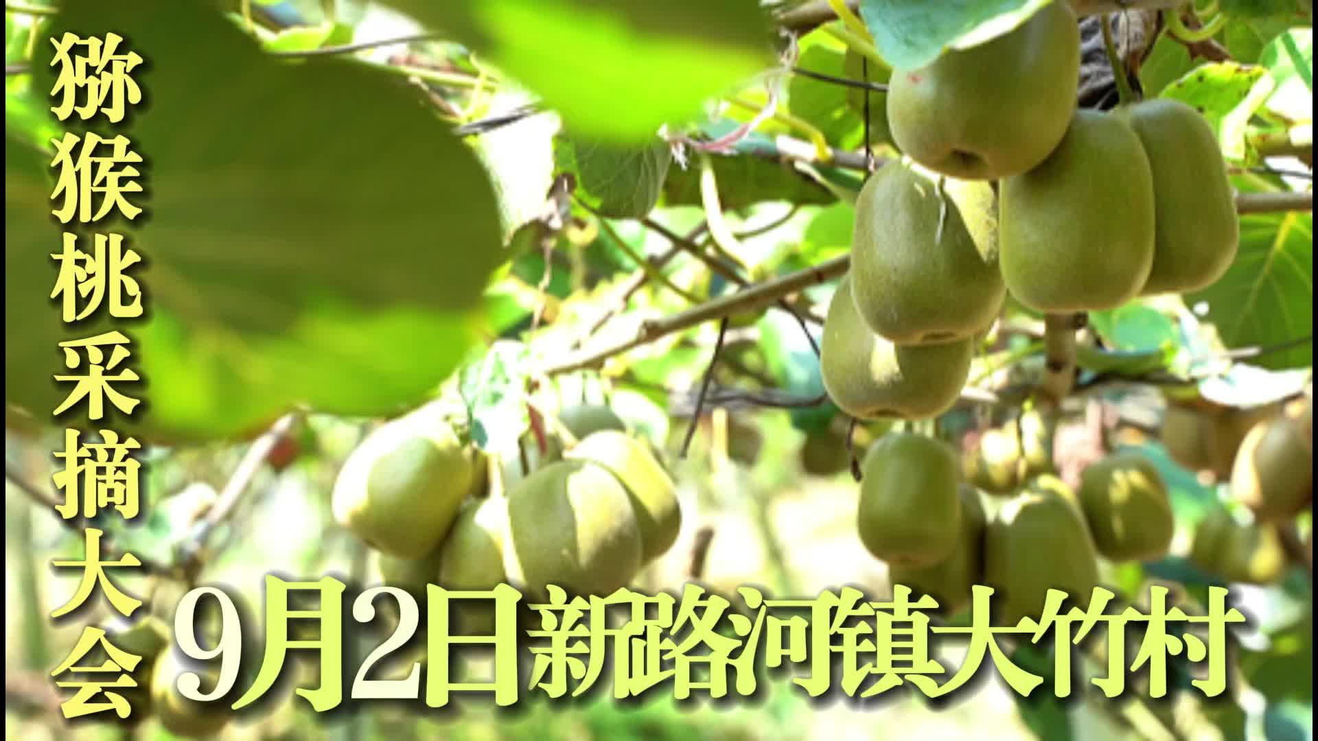 视频|首届中方新路河镇猕猴桃采摘大会暨乡村文化旅游节预告来咯~