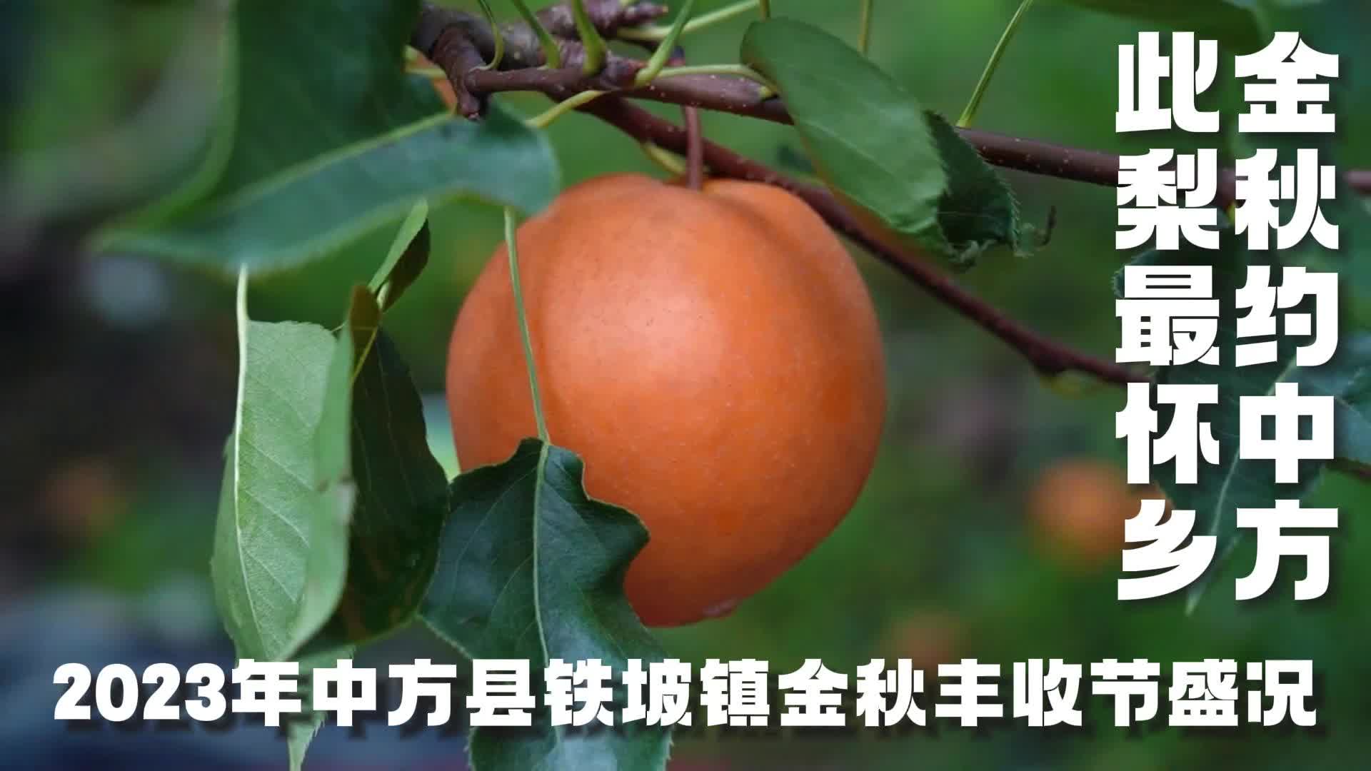 视频|金秋约中方，此梨最怀乡，2023年中方县铁坡镇金秋丰收节盛况！