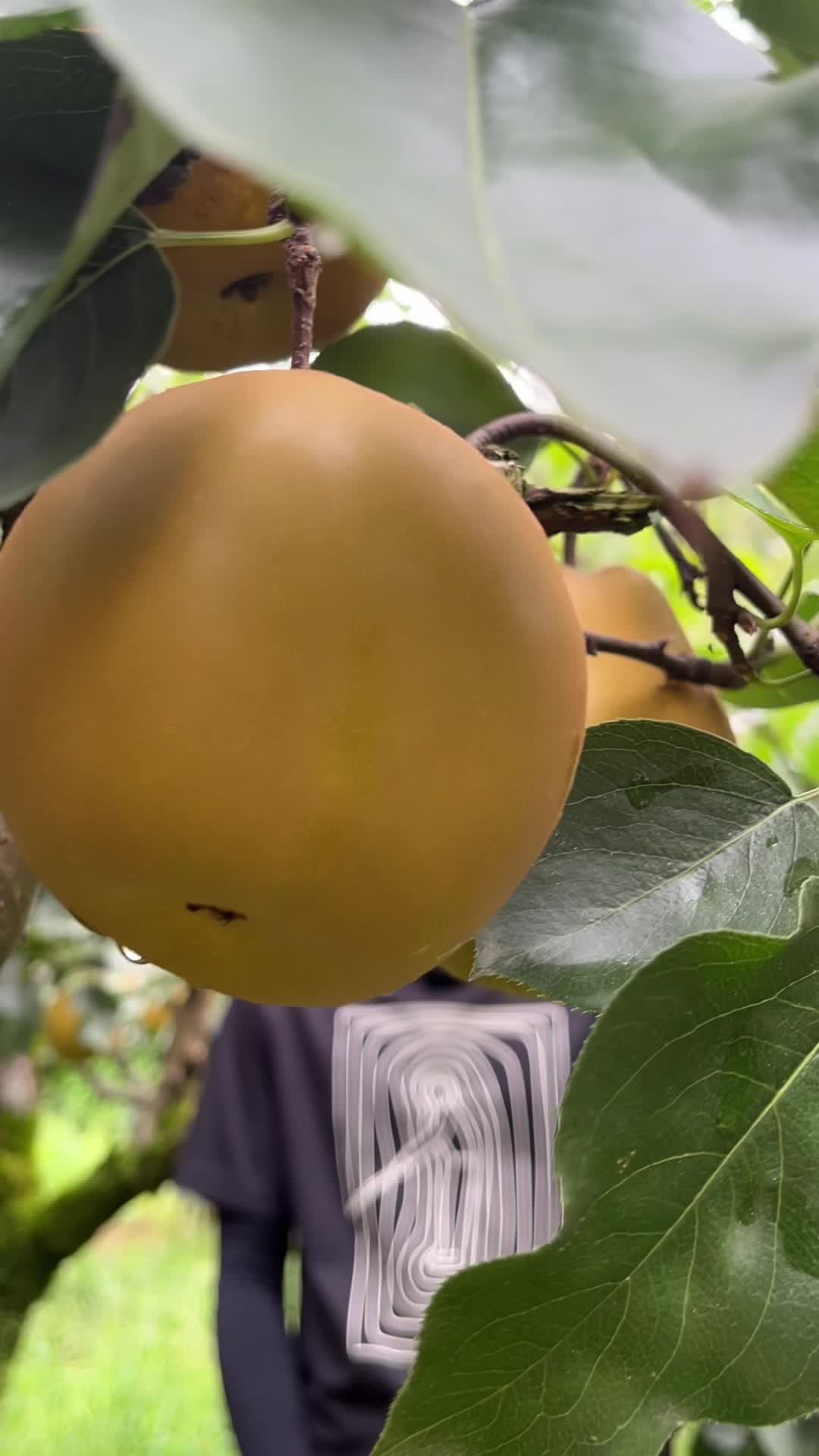 视频|中方县铁坡镇的金秋梨太好吃啦！