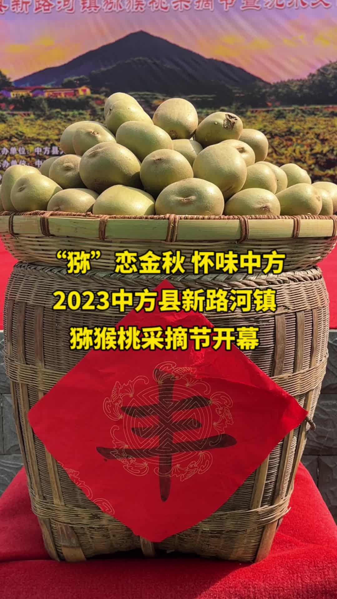 “猕”恋金秋  怀味中方  2023中方县新路河镇猕猴桃采摘节开幕