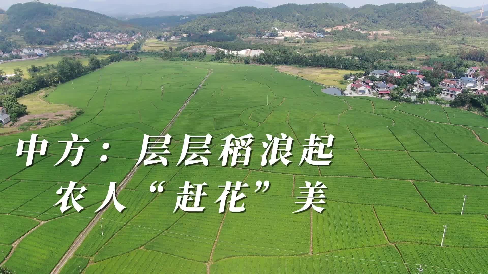 视频|中方：层层稻浪起 农人“赶花”美