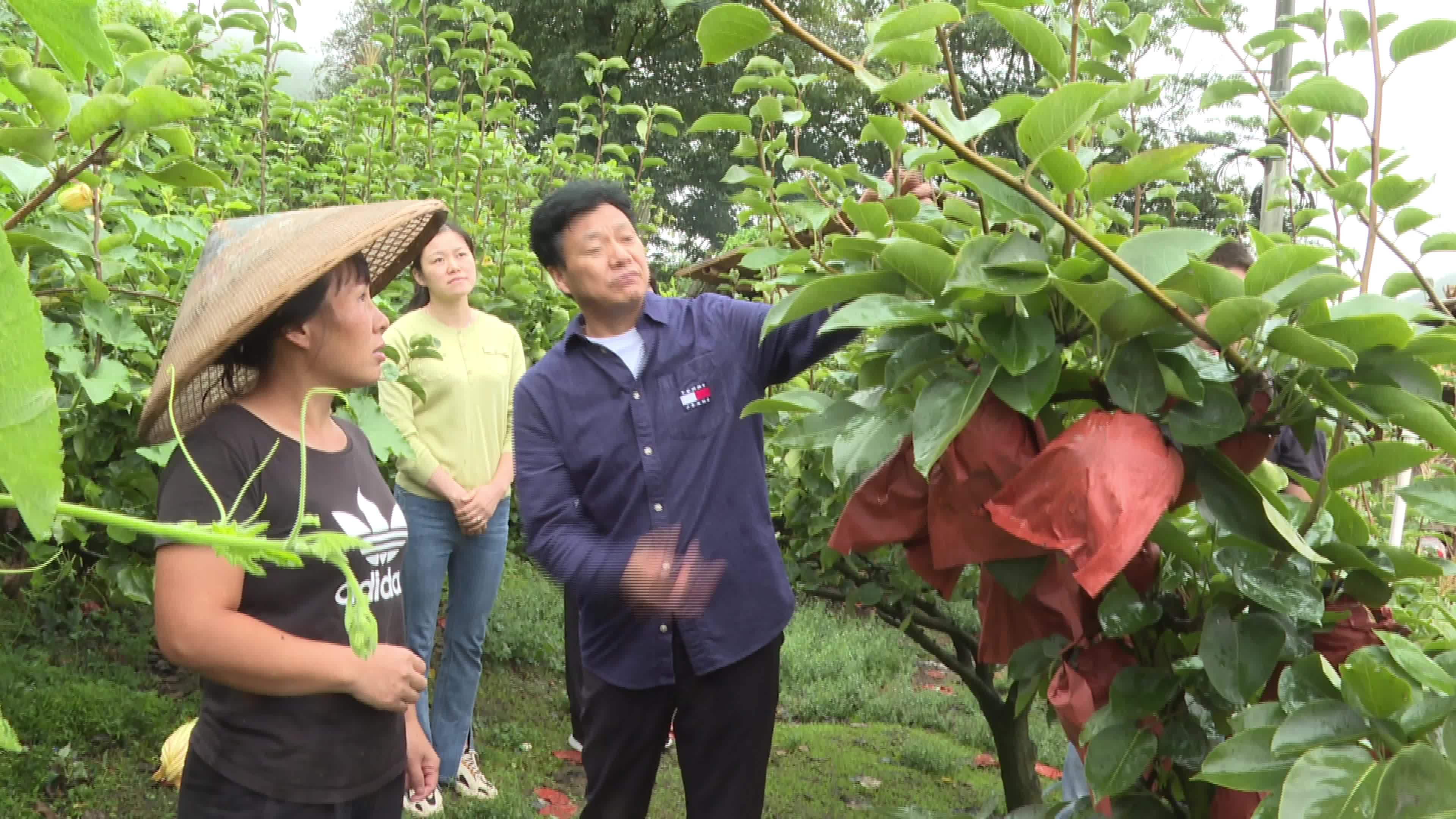视频|县林业局：“送技术”下乡 助力特色产业提质增效