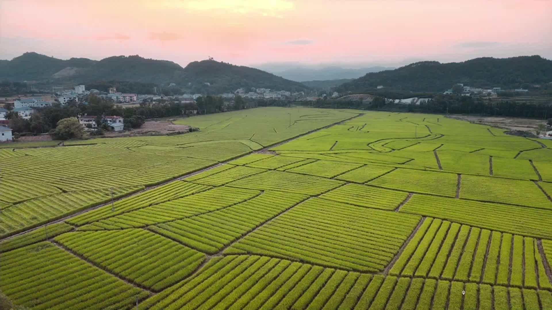 视频|中方县花桥镇火马塘村：风吹稻浪起，“丰”景美如画