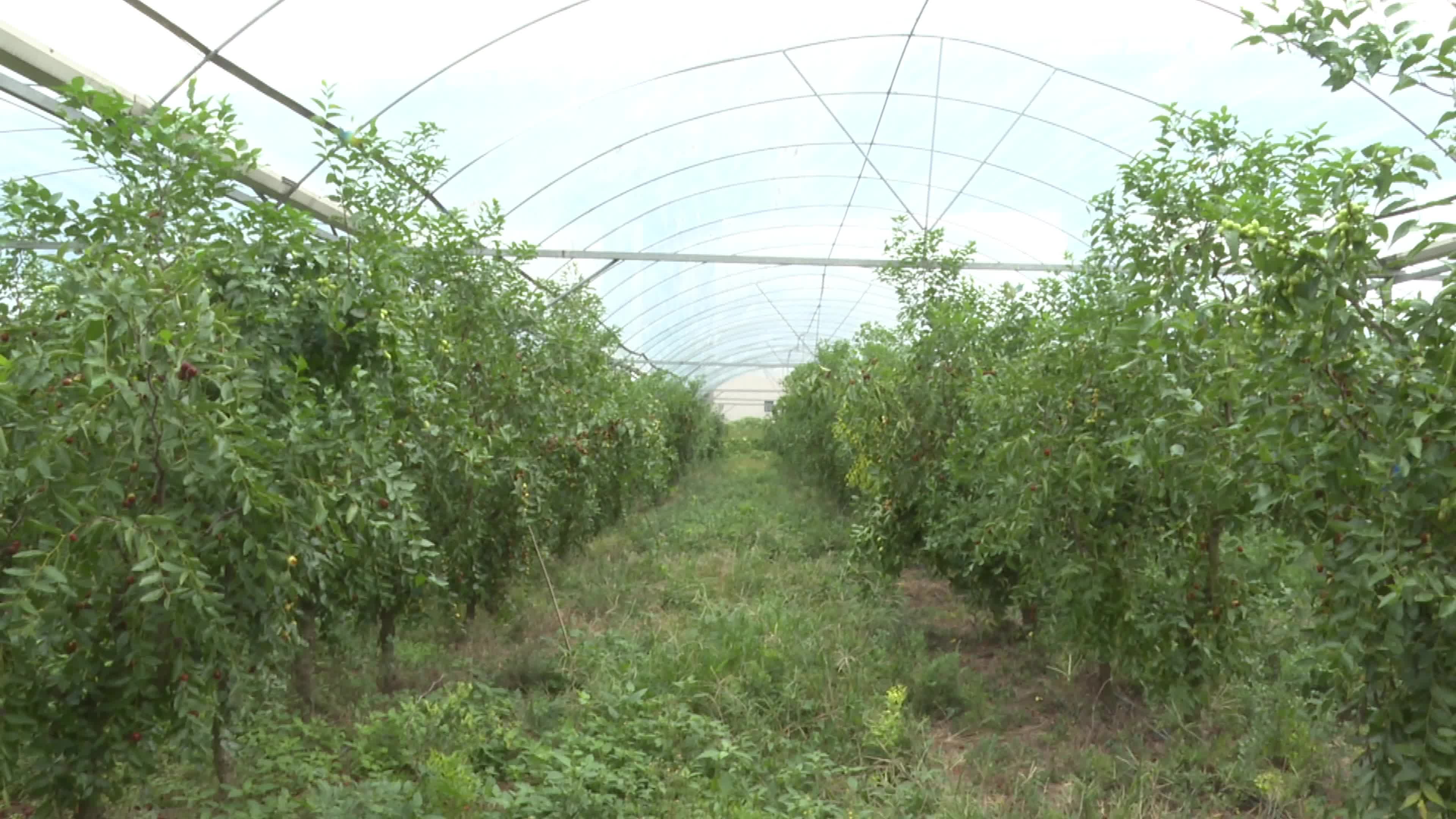 视频|中方县站坪村：100余亩酥脆枣甜蜜上市