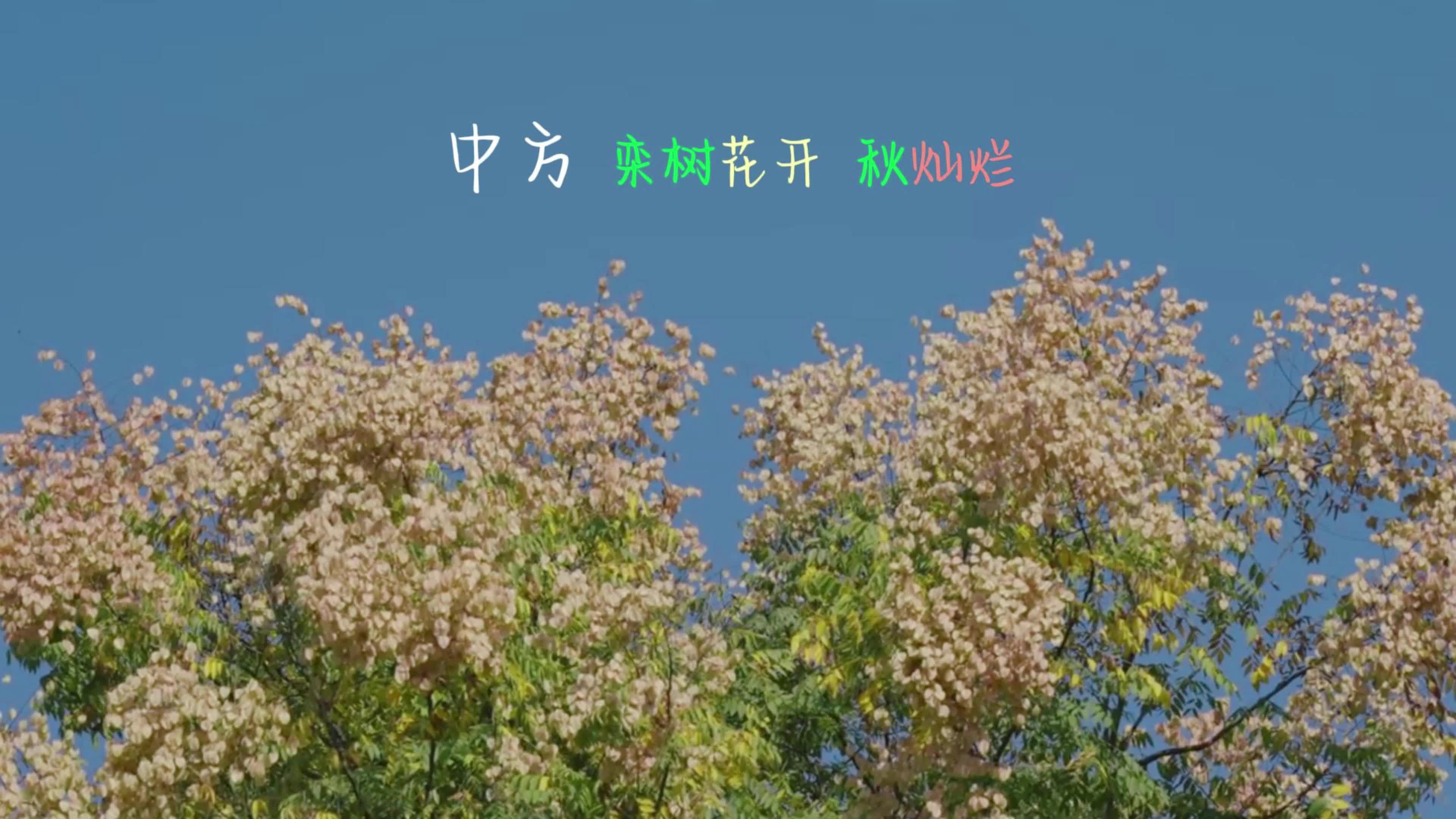 视频 | 大美中方：栾树花开 秋灿烂