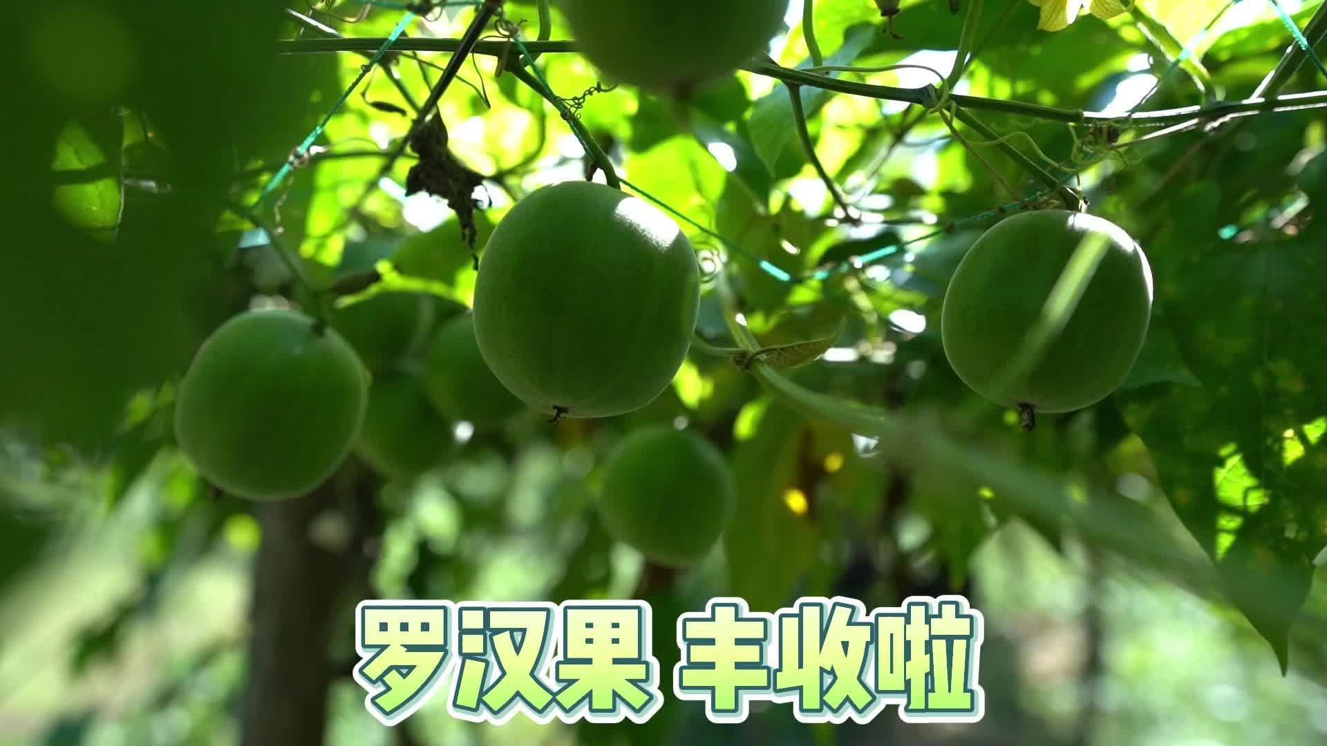 视频|新建镇黄金村罗汉果基地迎来丰收季