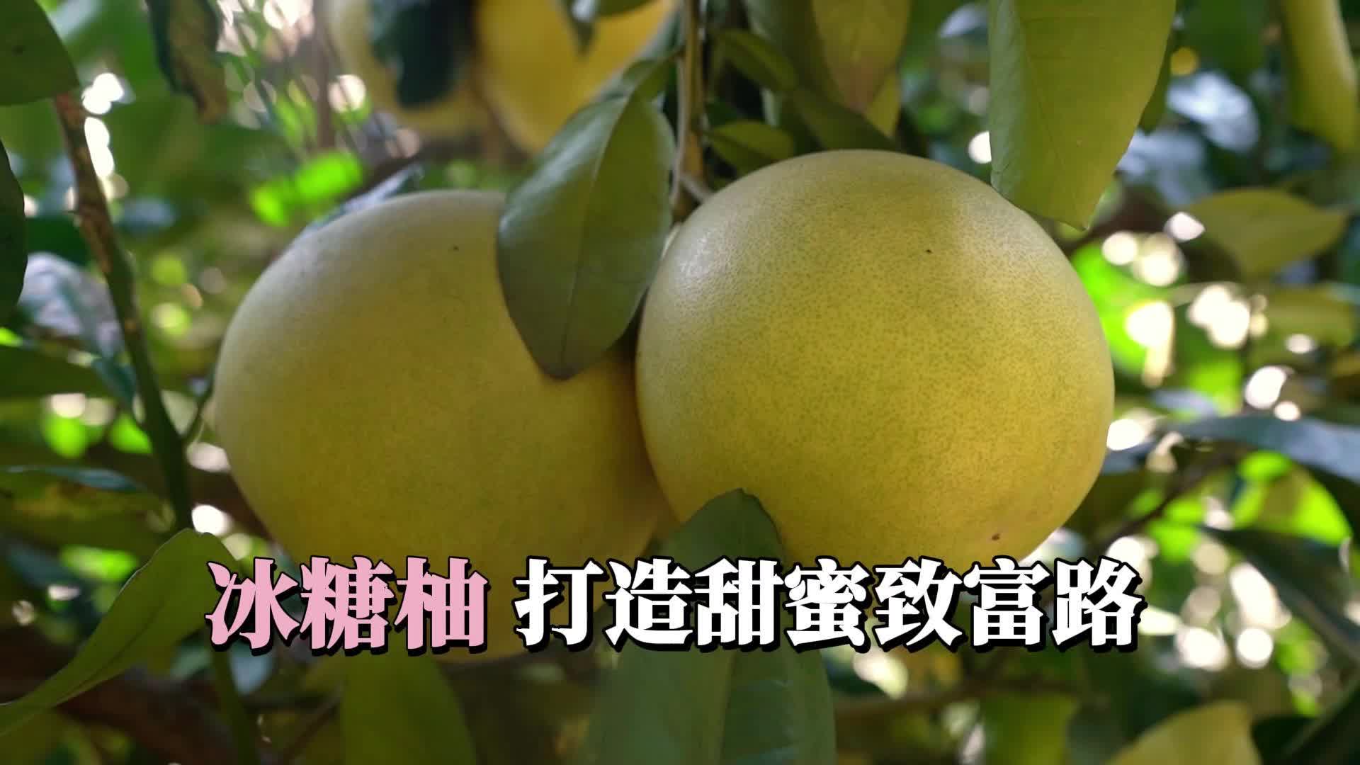 视频|中方县新路河镇：冰糖柚打造甜蜜致富路
