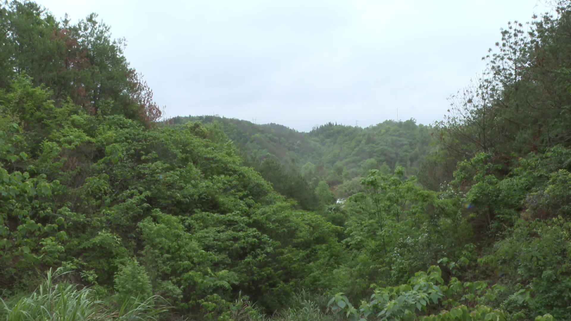 视频|中方县林业局开展2023年度松材线虫病秋季普查工作