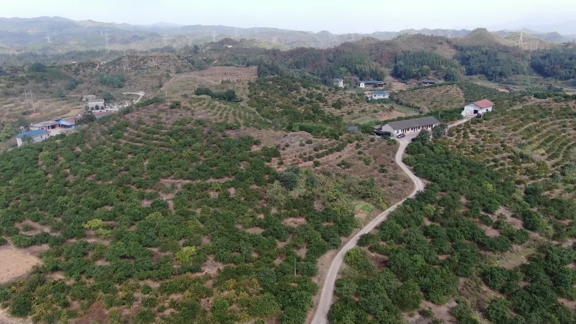 视频|中方：乡村振兴产业 山下红柑橘迎丰收