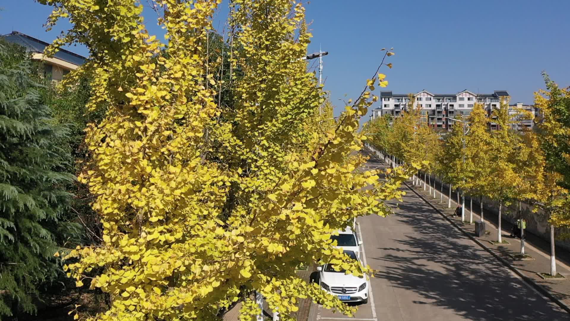 视频|大美中方 生态美城·银杏树身披“黄金甲” 迎来颜值巅峰