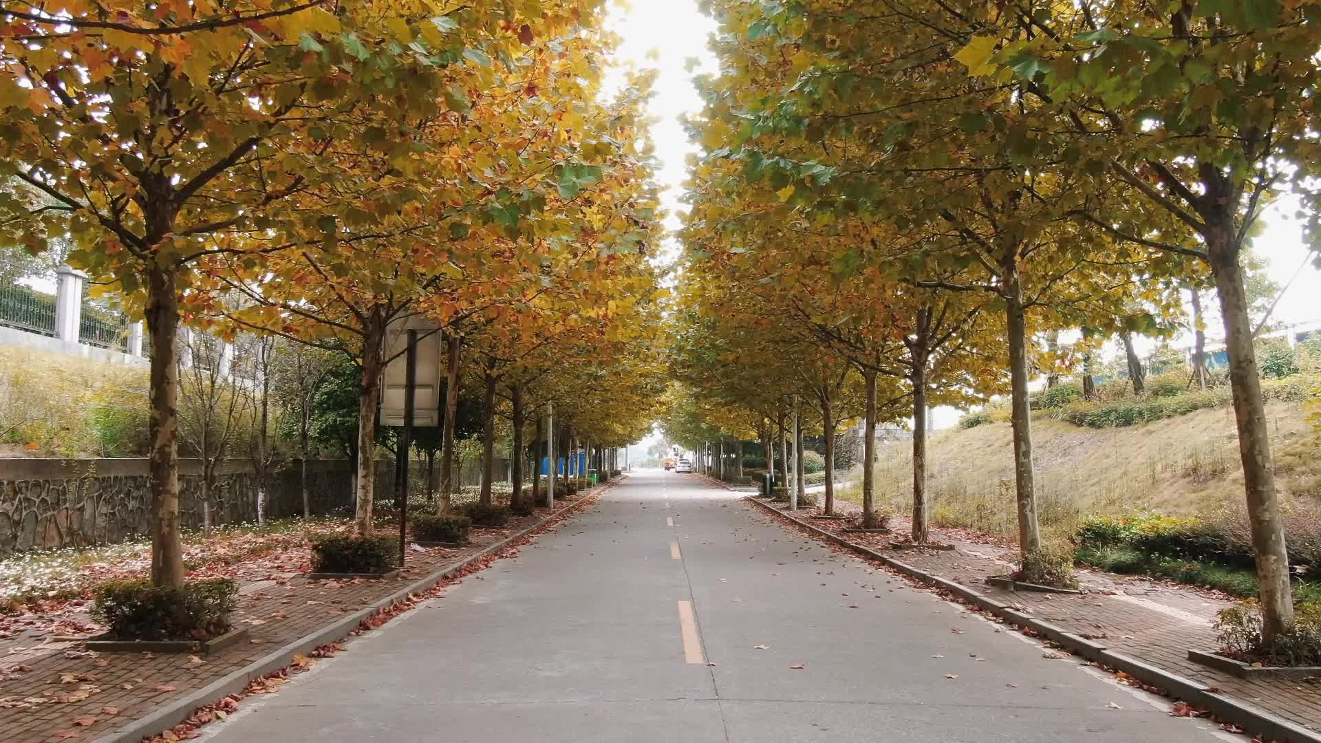 视频|大美中方 生态美城·这一抹“梧桐黄”  温暖整个冬天