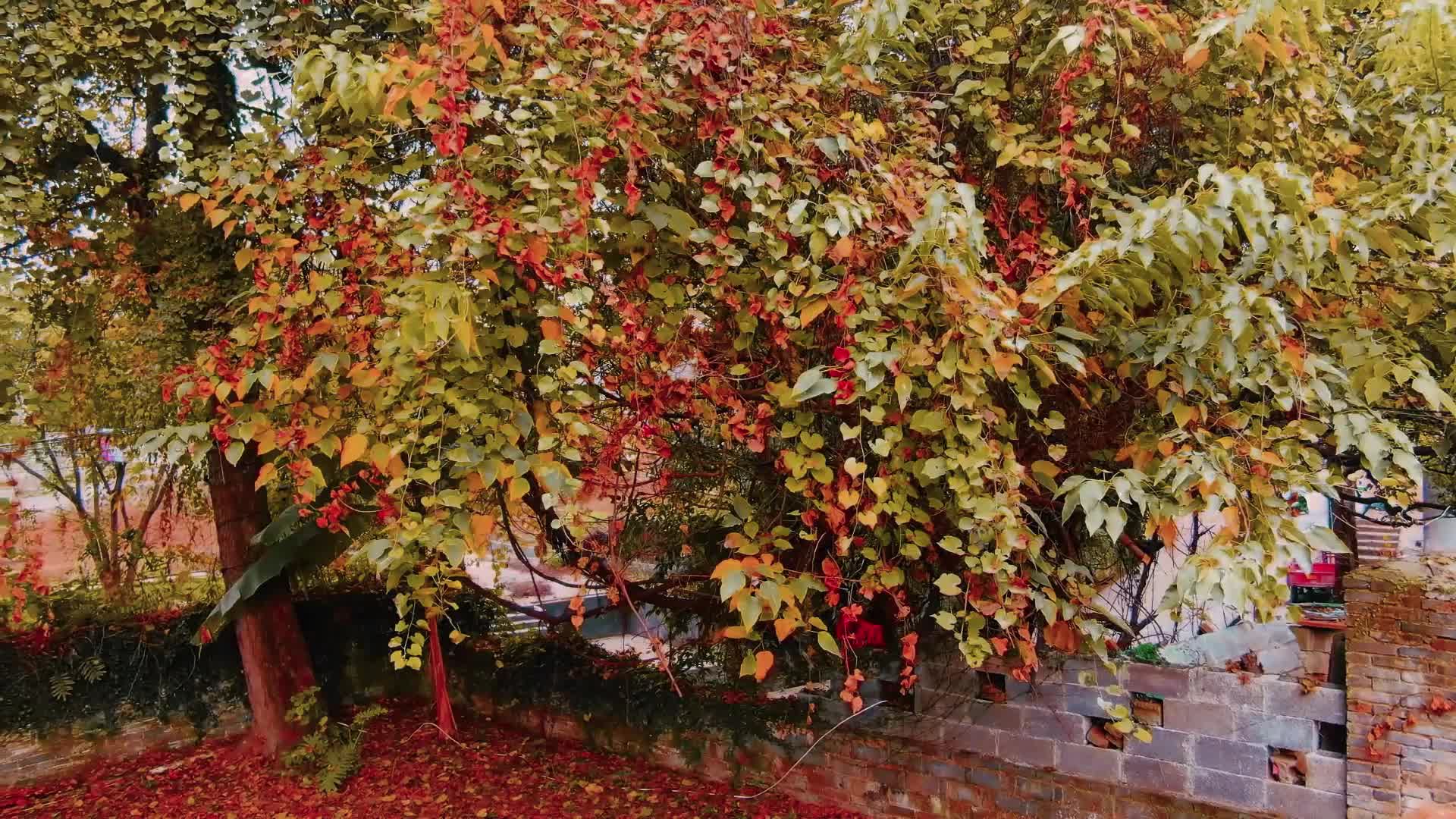 视频|大美中方 生态美城·中方荆坪：初冬乌桕“大放异彩”点缀古村“多彩画卷”