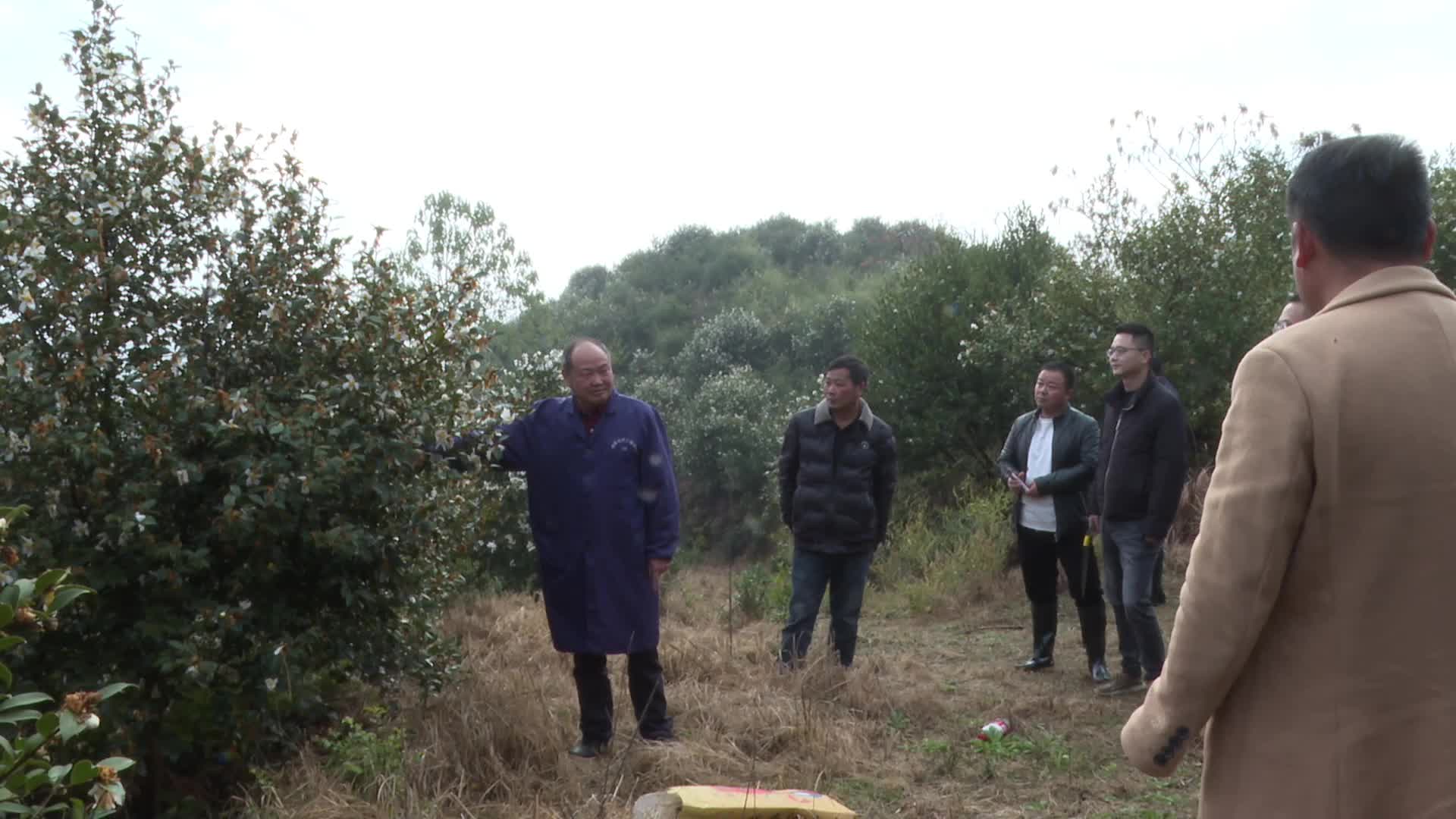 视频|怀化市2023年油茶种植技术现场培训会在中方县开展