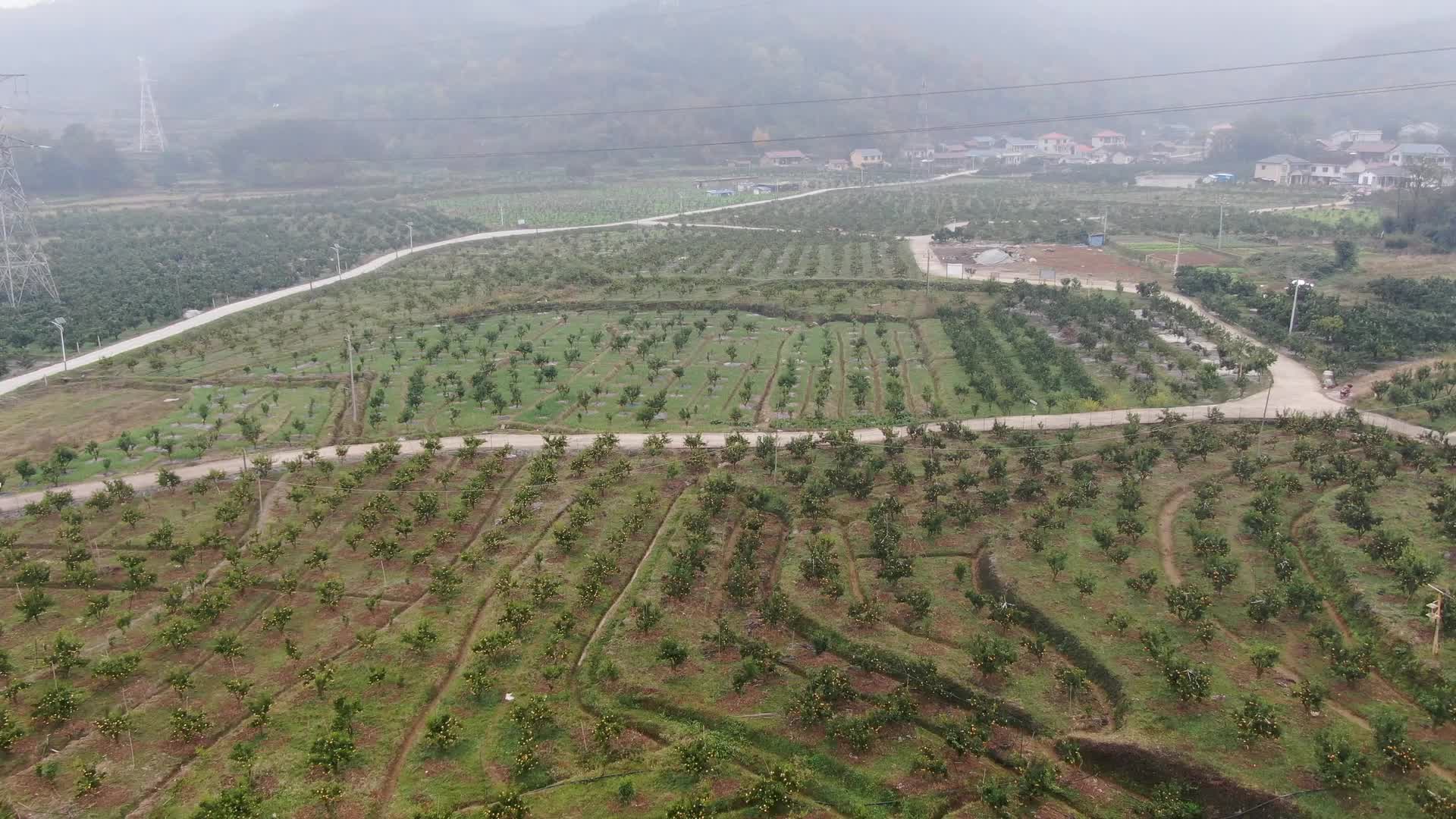 视频｜中方：生态种植结出“致富果”
