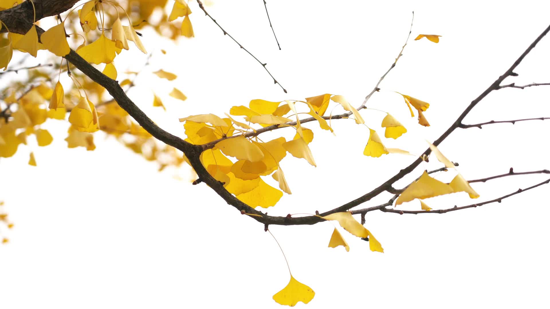 视频｜大美中方 生态美城·记录小城的102天——最忆初冬那抹黄