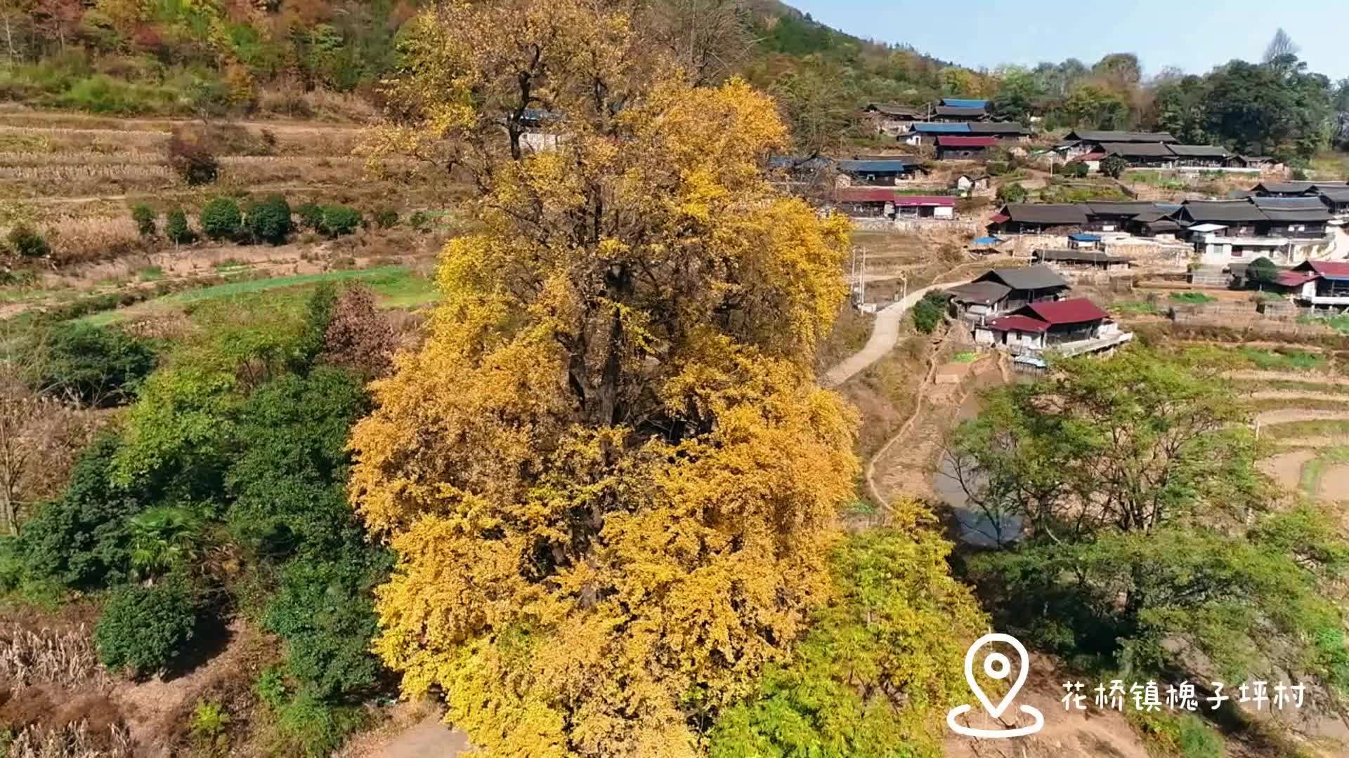 视频|百年“夫妻”银杏树，迎风换金装