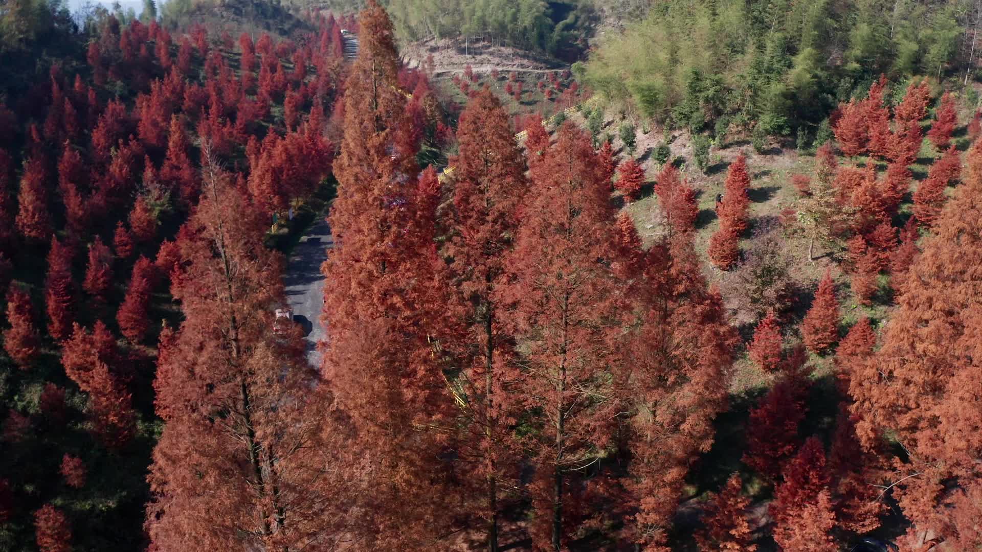 视频|怀化市泸阳国有林场：水杉红似火 层林美如画