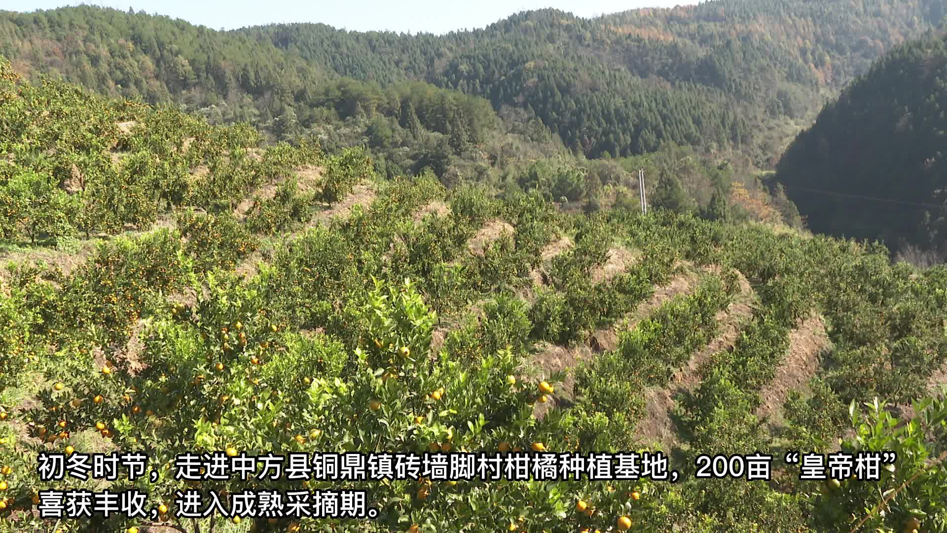 视频|中方县砖墙角村：“皇帝柑”飘香迎丰收