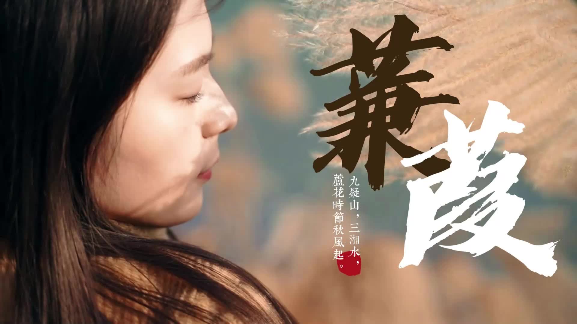 视频|冬日芦苇荡，念念不忘，蒹葭随风扬