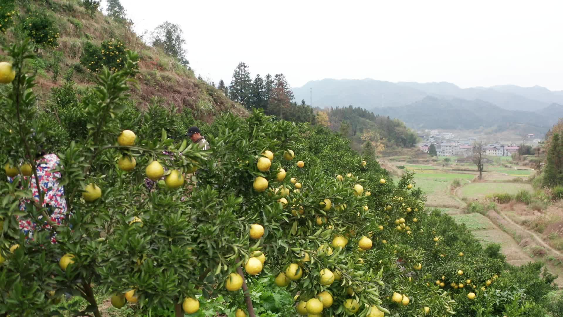 视频|中方县铜湾镇黄溪村：“黄金果”成熟  “柚”惑挡不住
