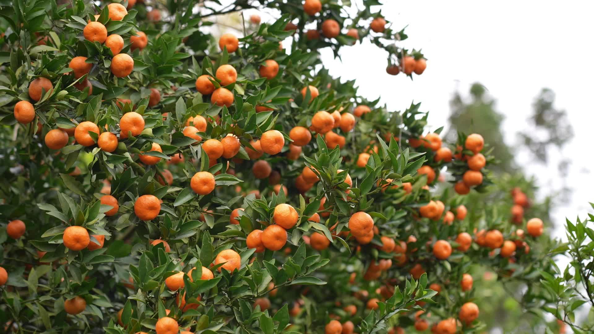 视频|中方县铜湾镇黄溪村：又香又甜又好看的“四季红”成熟啦