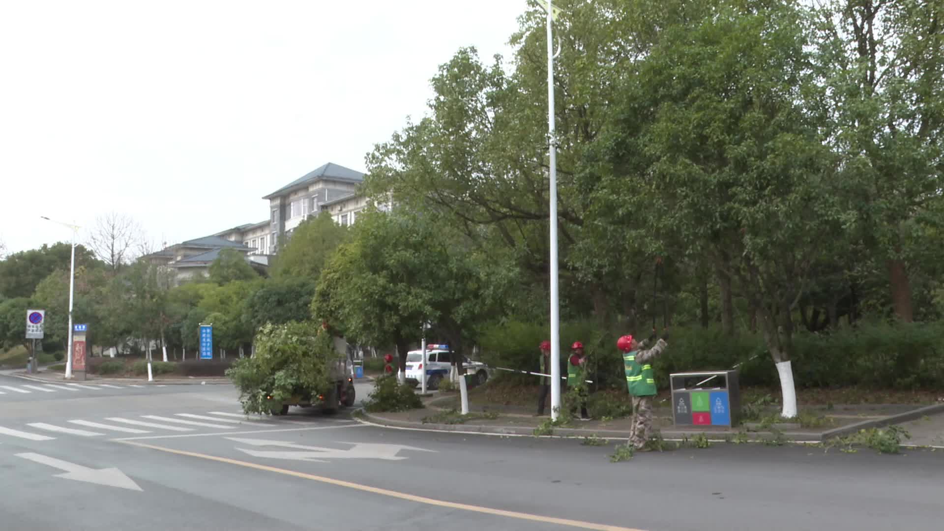 视频|中方县城管执法局：冬季树木修剪正当时  守护来年“绿荫浓”