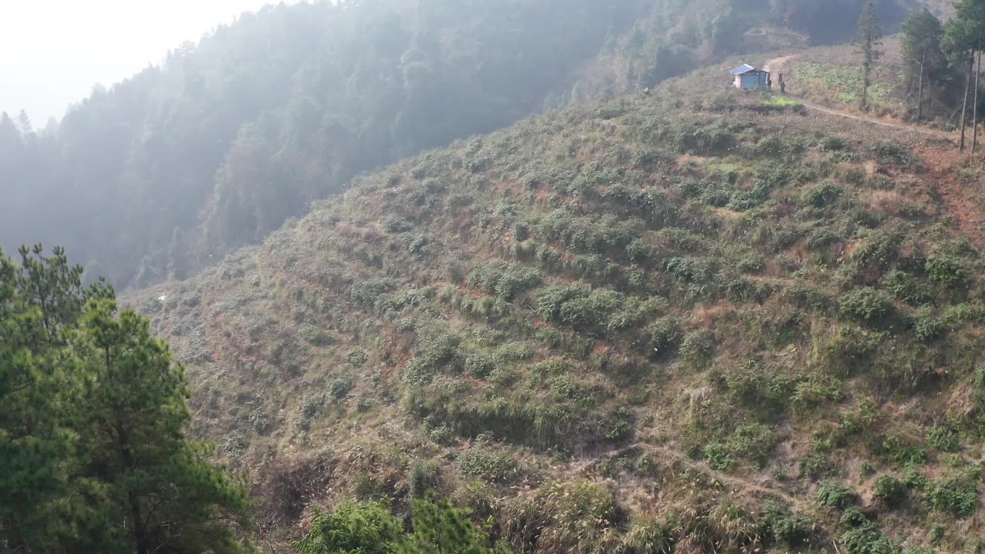 视频|中方县新路河镇新路河村：金银花剪枝忙