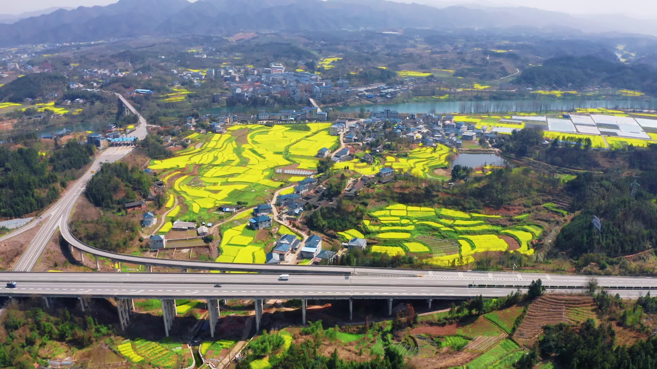 视频|中方县桐木镇桐坪村:油菜花开 春色满田间视频2024-03-22视频|在