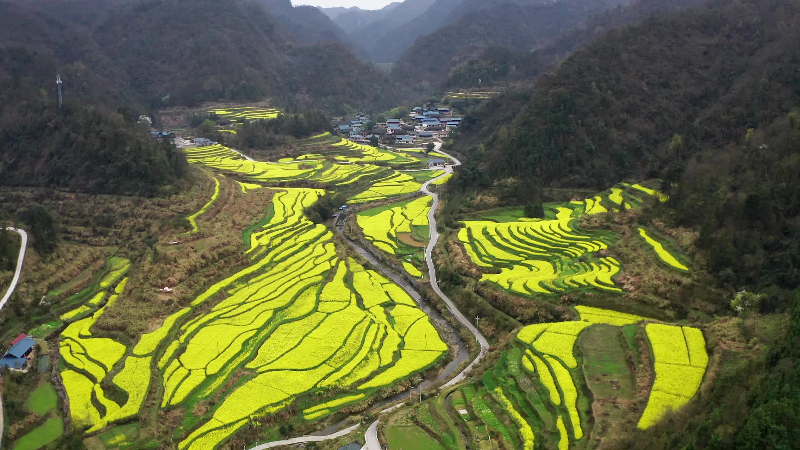 视频|中方县花桥镇白沙溪村:油菜花装扮山谷里的春天视频2024-03-22