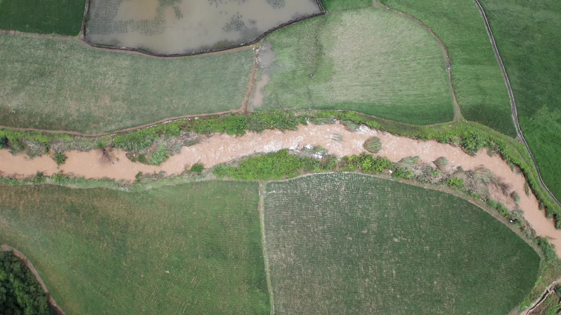 视频|中方县花桥镇：让受灾倒伏秧苗重新“站起来”