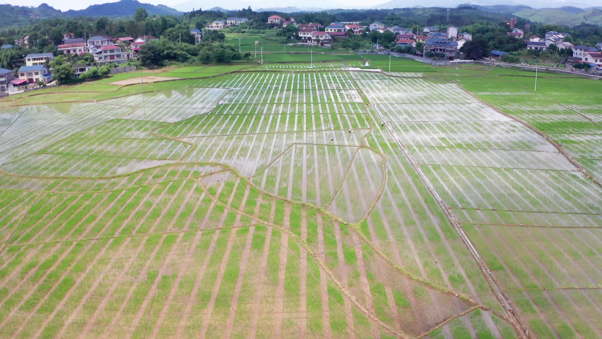 视频|中方县花桥镇火马塘村：不误农时 水稻制种移栽忙