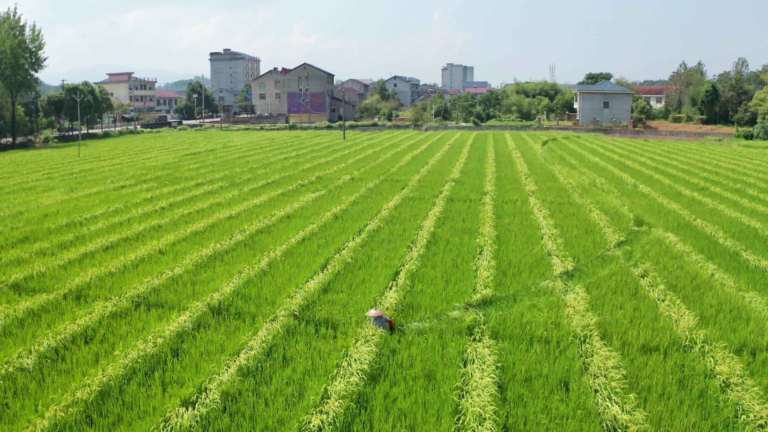 视频|中方县：水稻“赶花”忙 田间奏响丰收序曲