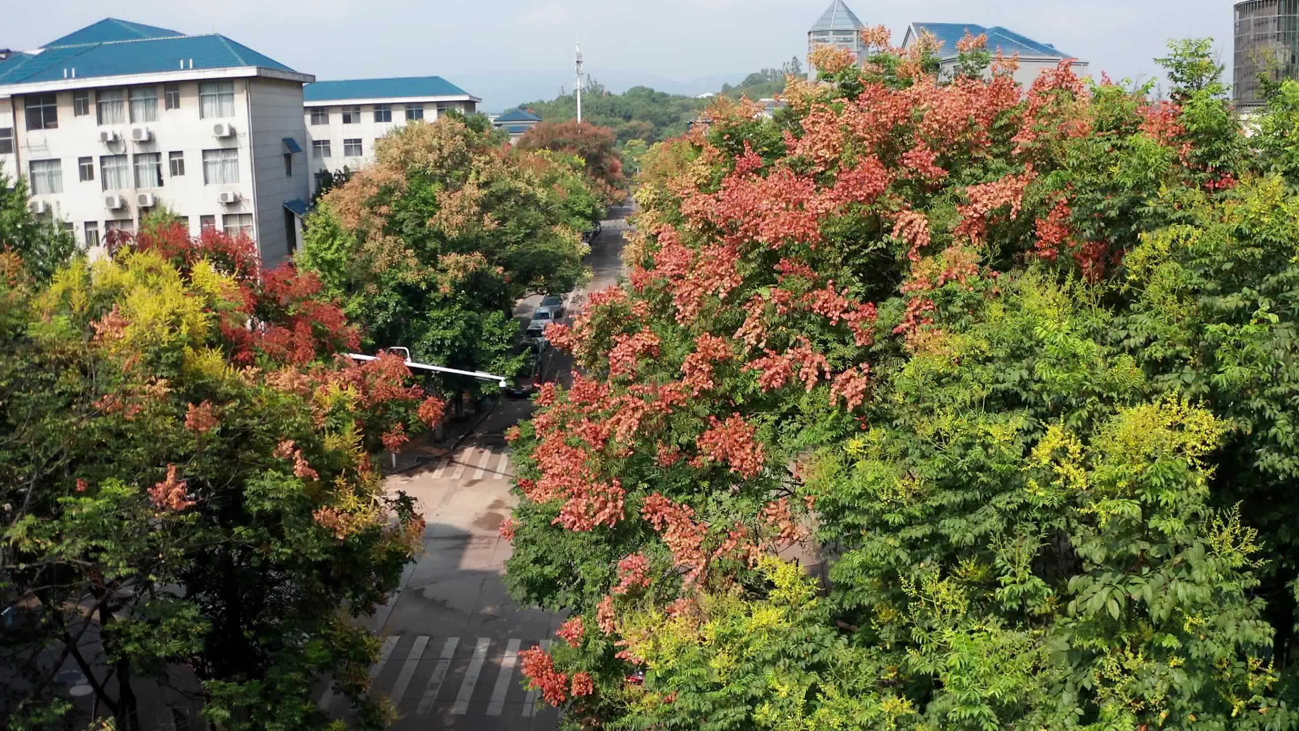 視頻|中方縣：欒樹花果同現(xiàn) 扮靚秋天