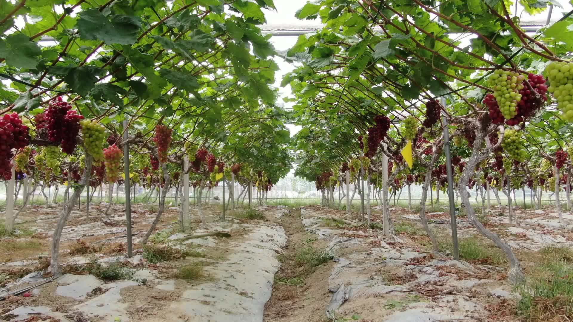 视频|米友香：果园精细化管理 葡萄喜迎丰收季