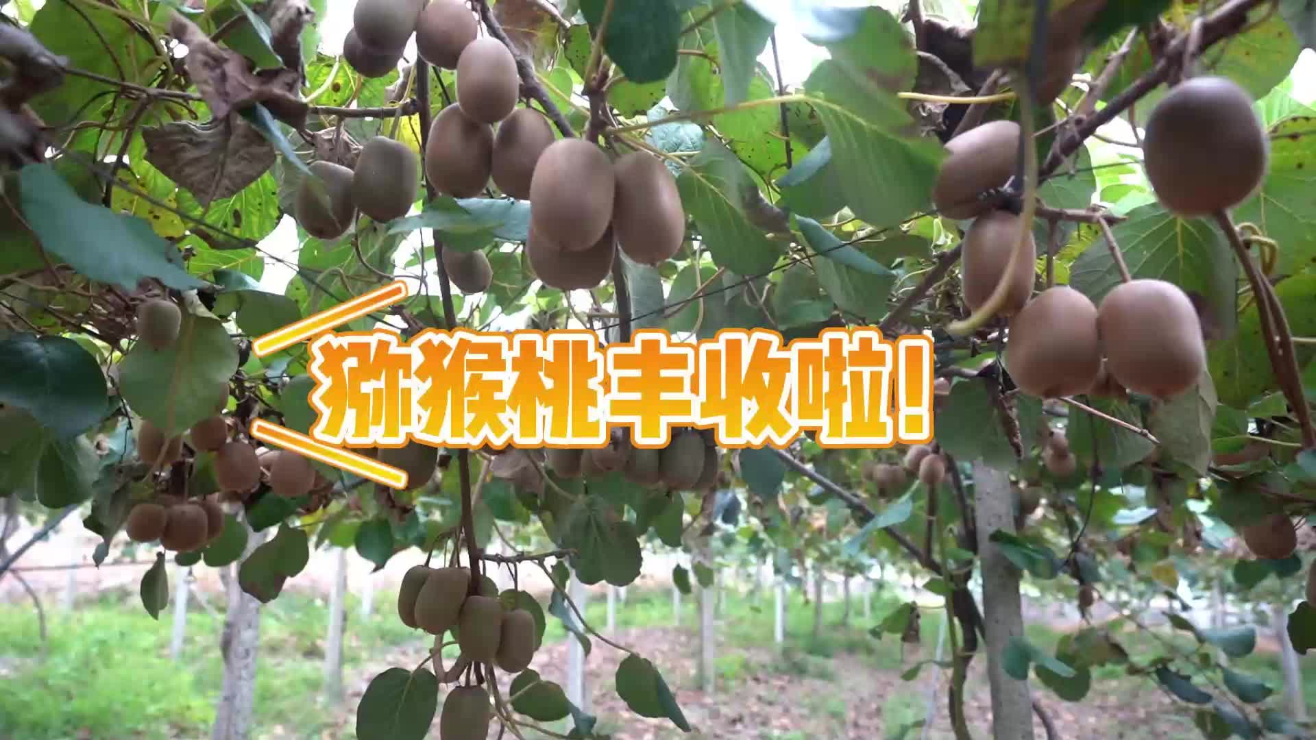 视频|中方县：南方葡萄沟里“甜猕”丰收