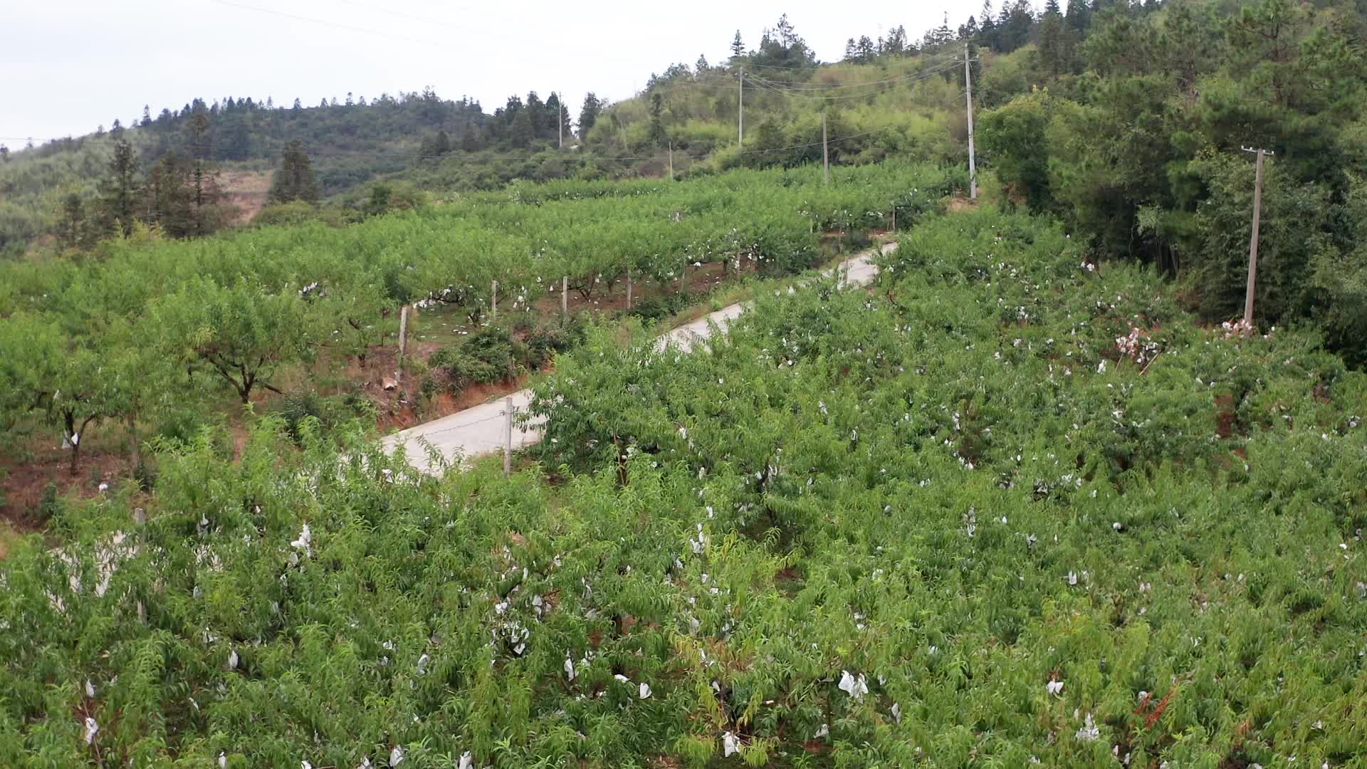 视频|中方县半坡村冬桃迎来成熟季