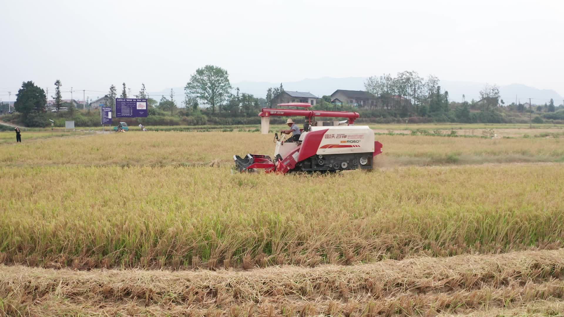 视频|水稻丰收！机械化收割省时又省力